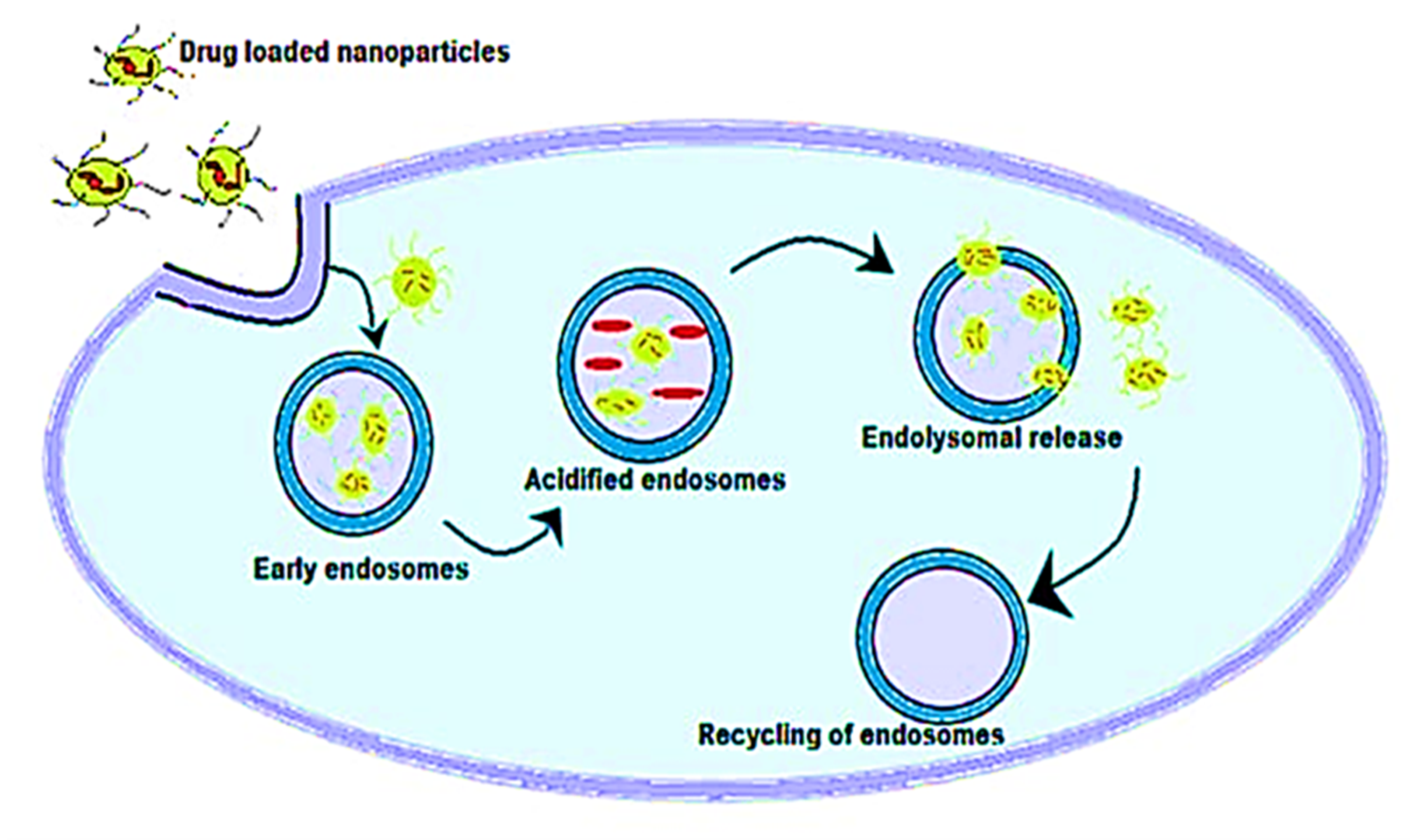 Ijms 22 09596 g004 550
