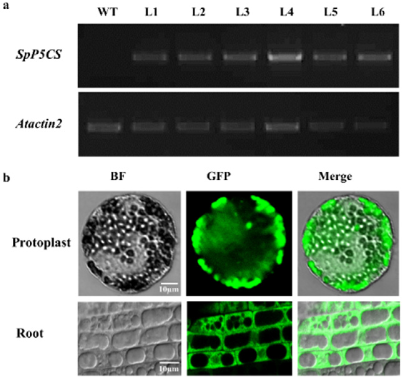 Ijms 22 09599 g003 550