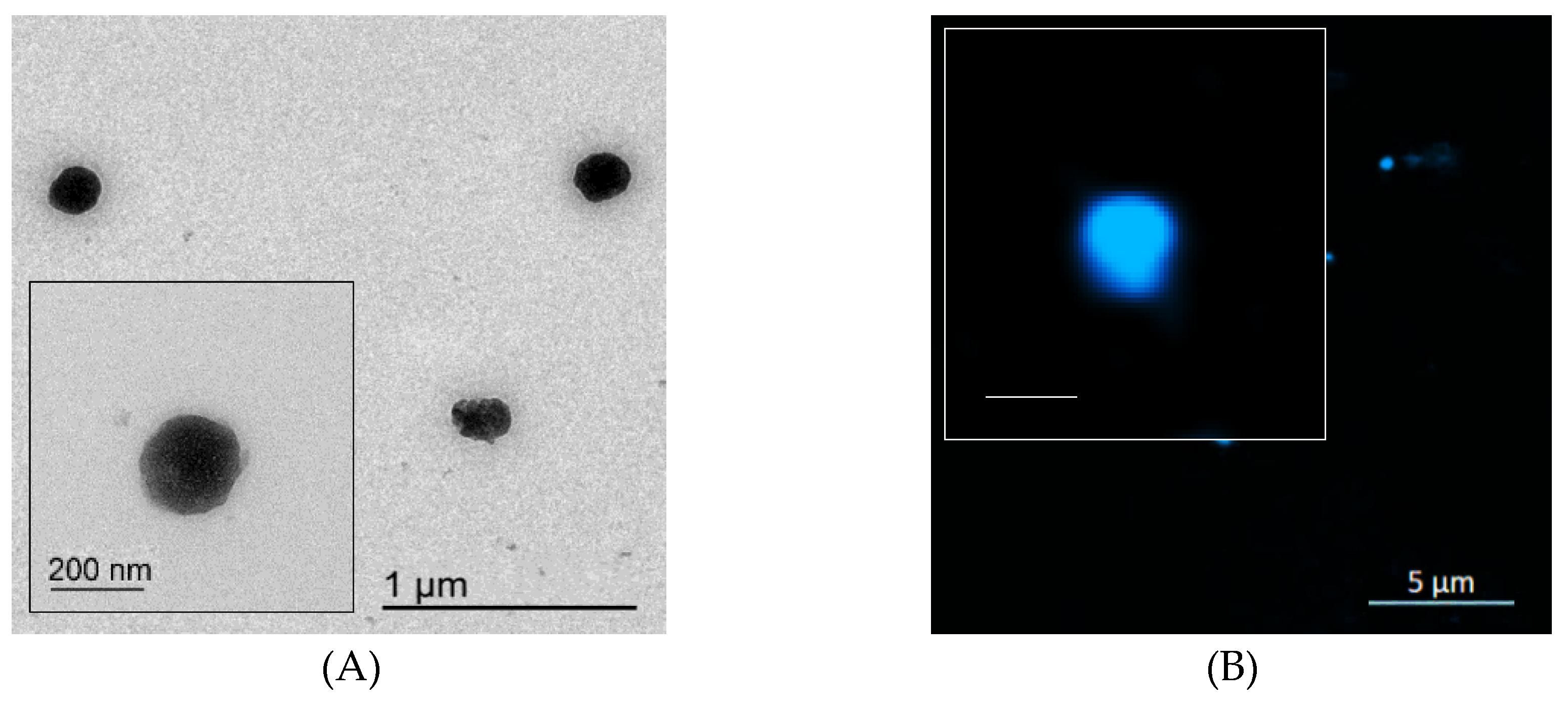 Ijms 22 09607 g003 550