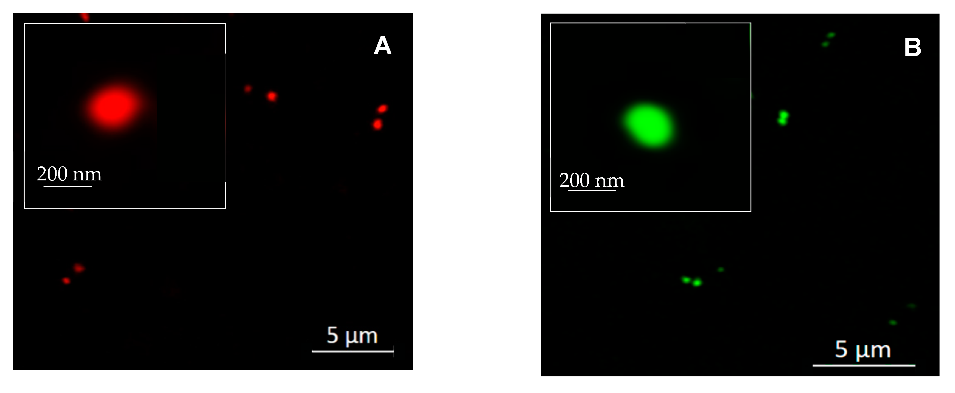 Ijms 22 09607 g007 550