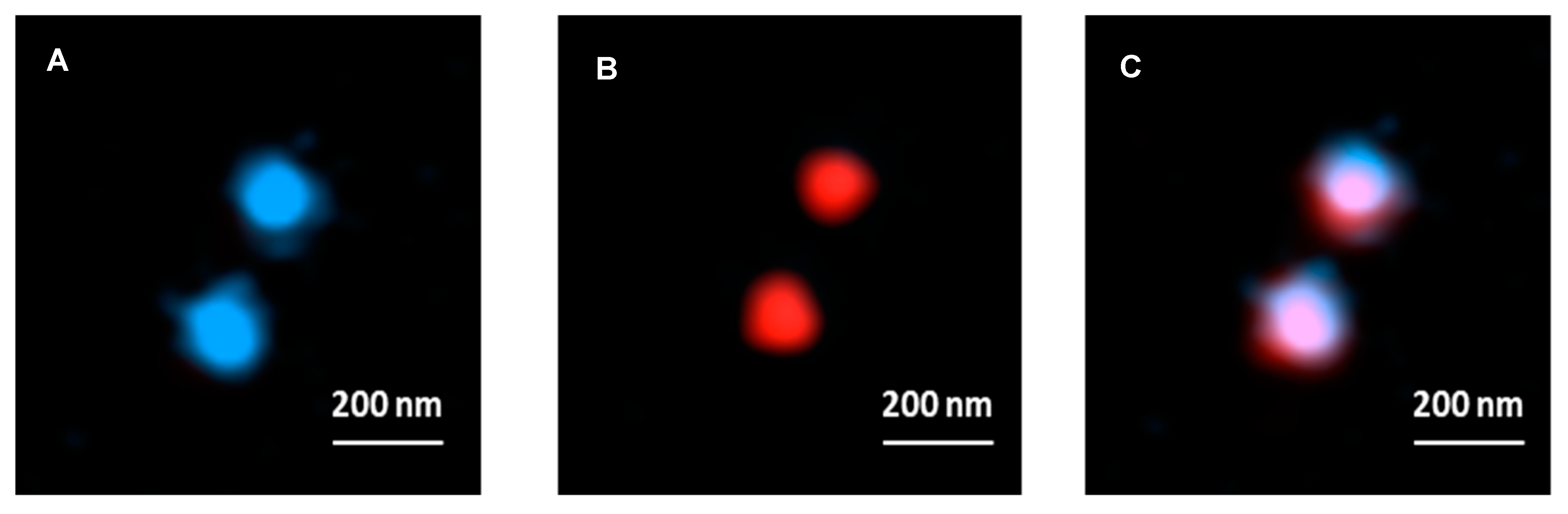 Ijms 22 09607 g010 550