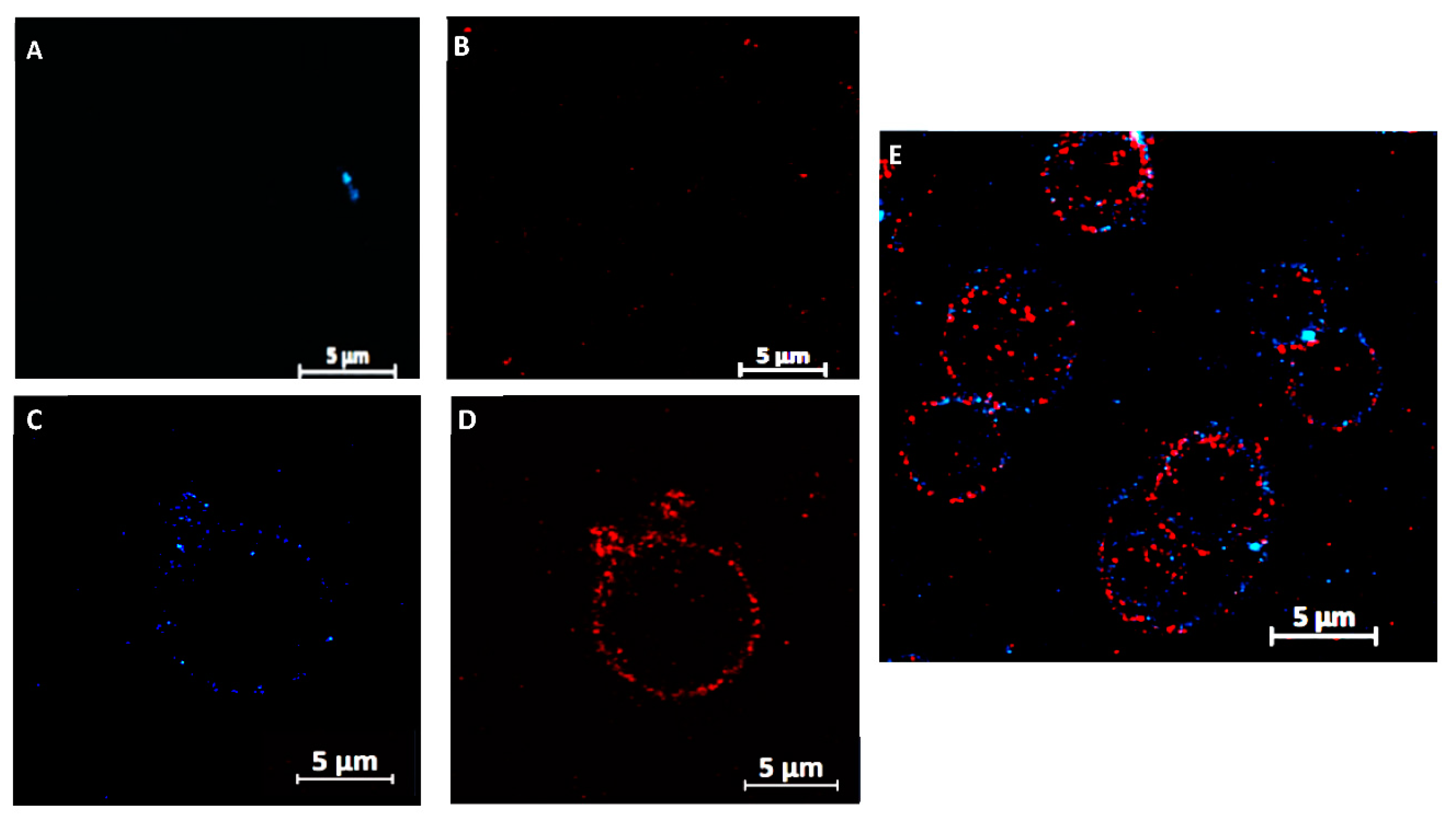Ijms 22 09607 g012 550