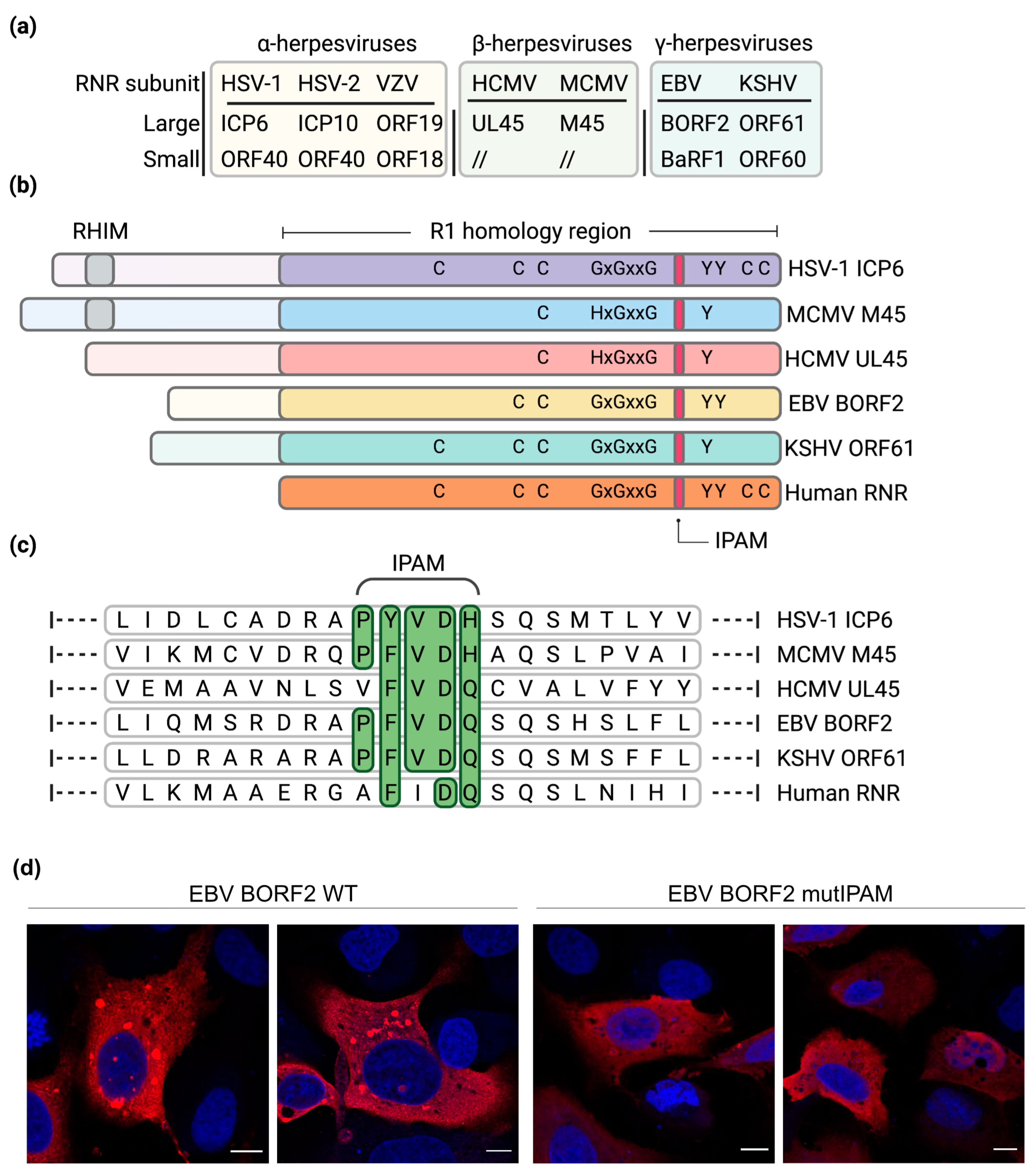 Ijms 22 09624 g002 550