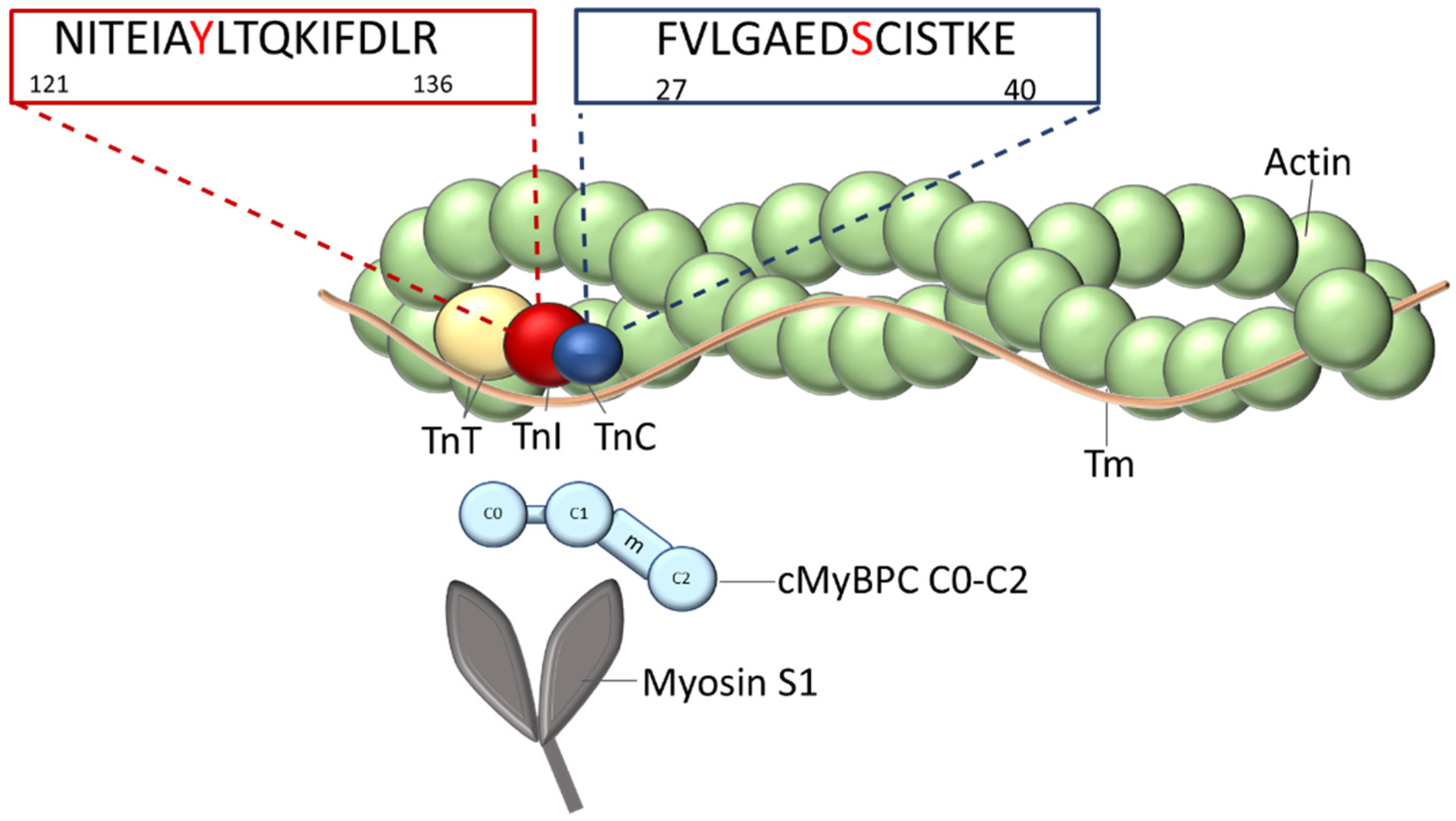 Ijms 22 09625 g001 Ijms 22 09625 g001