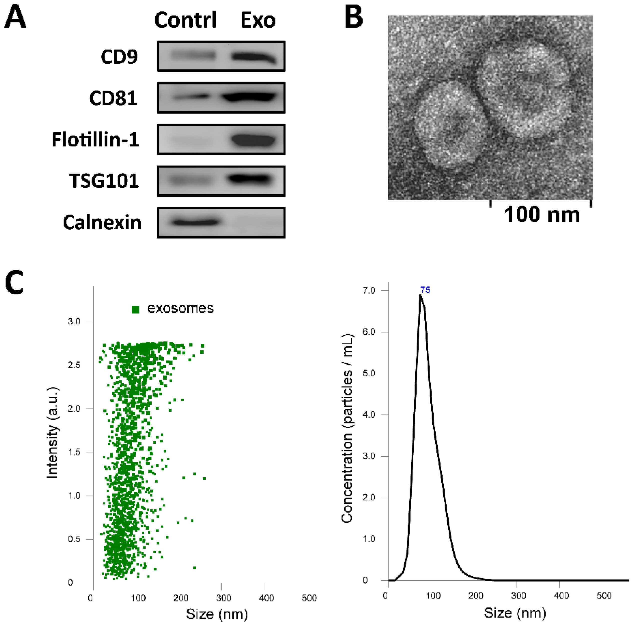 Ijms 22 09628 g001 550