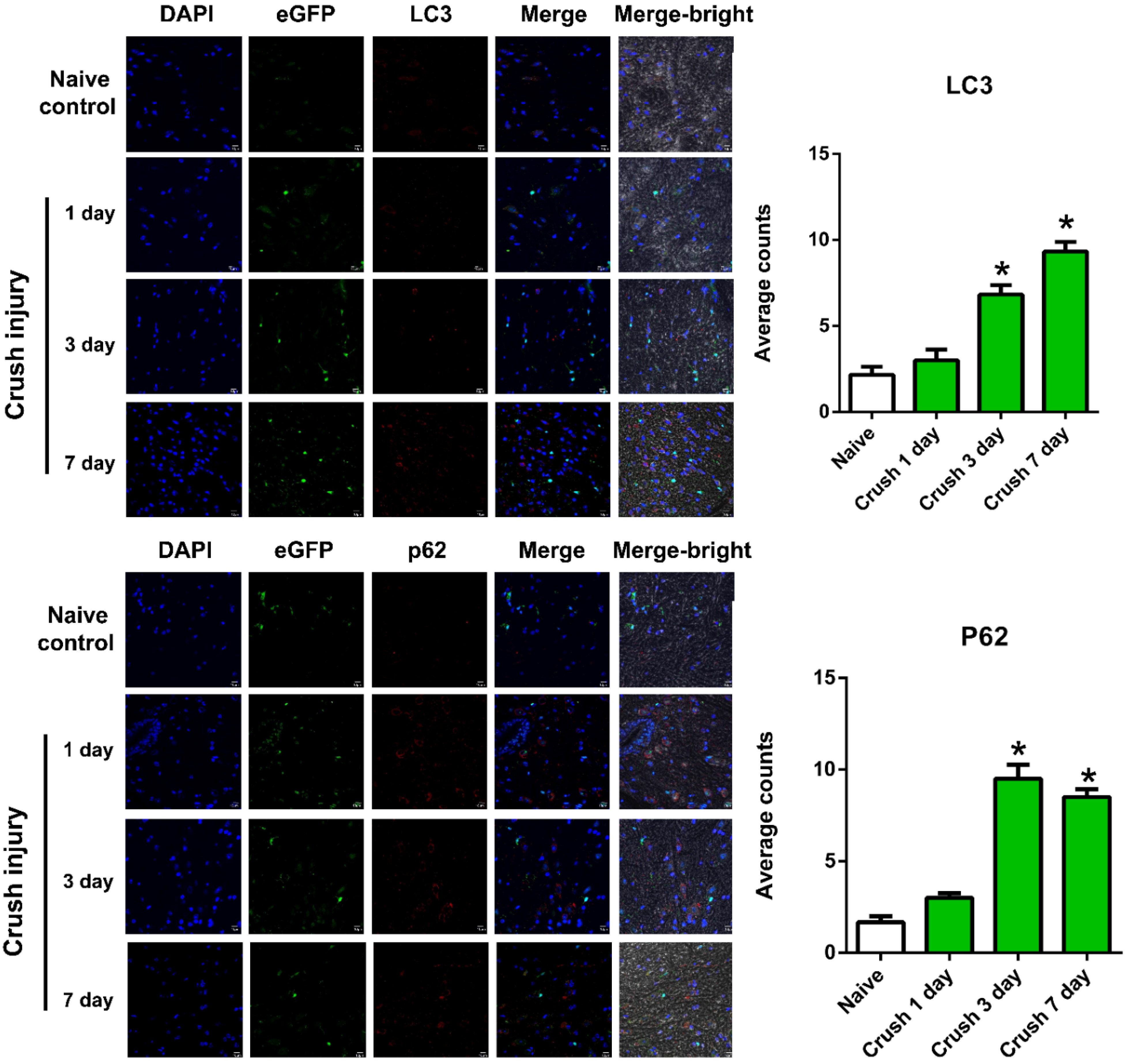 Ijms 22 09628 g003a 550