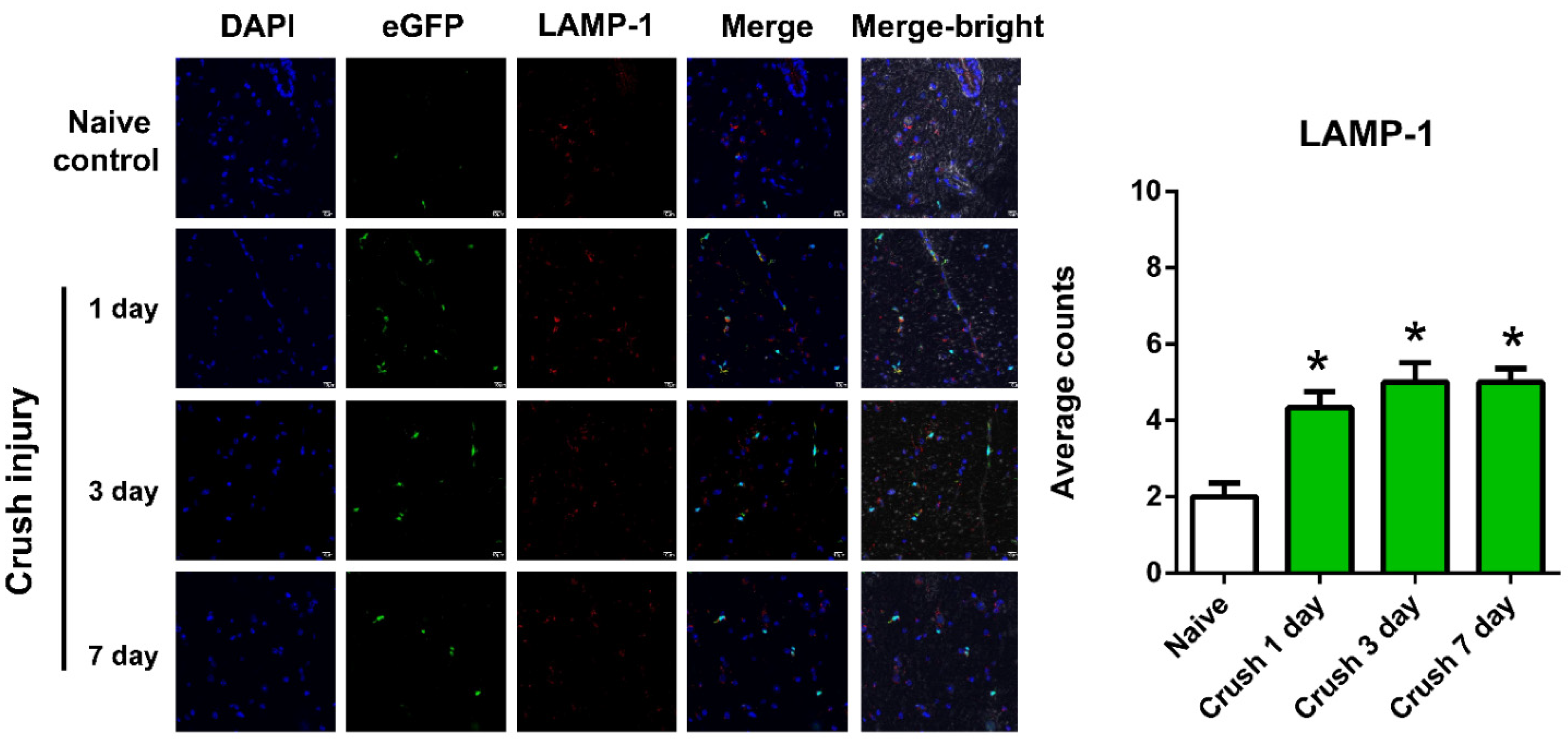 Ijms 22 09628 g003b 550