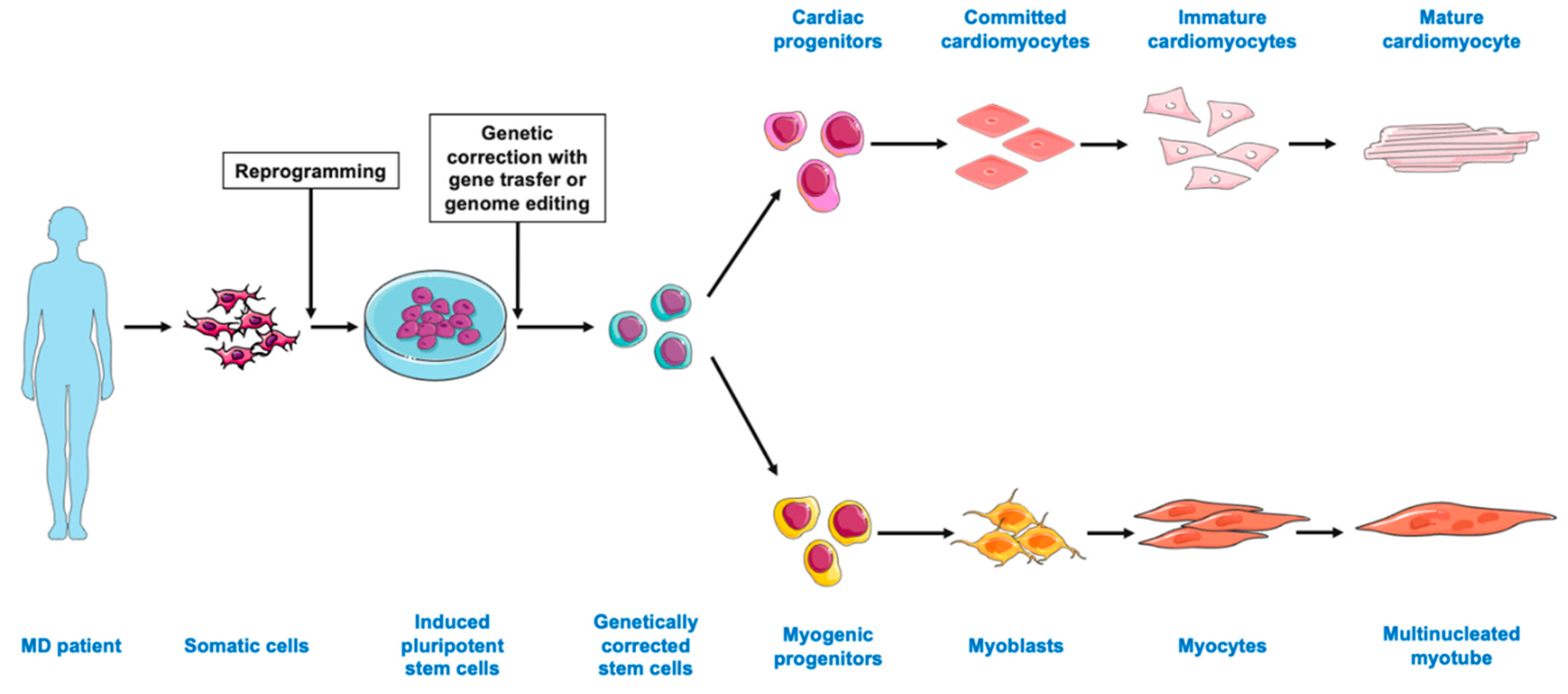 Ijms 22 09630 g002 550