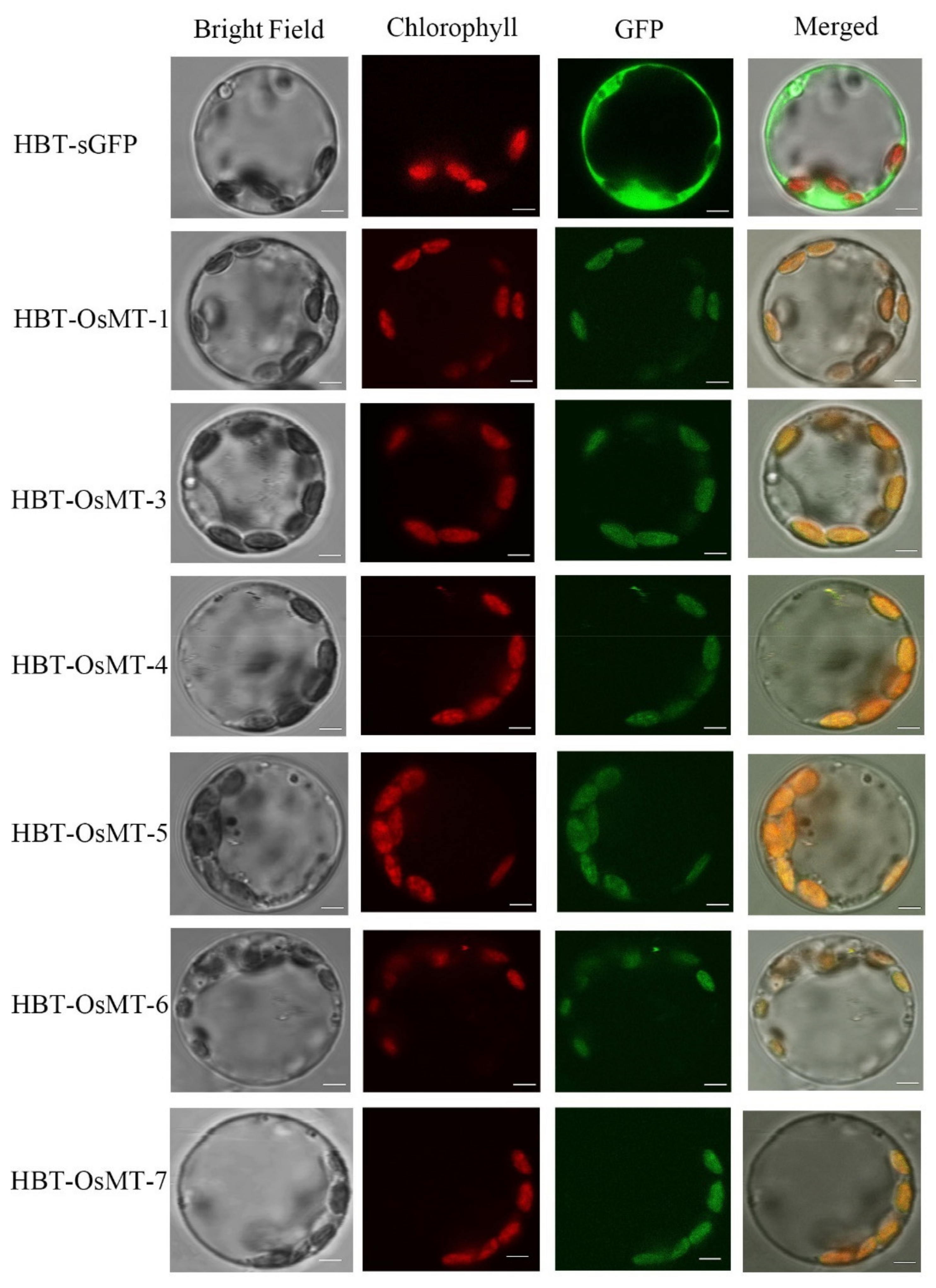 Ijms 22 09651 g008 550