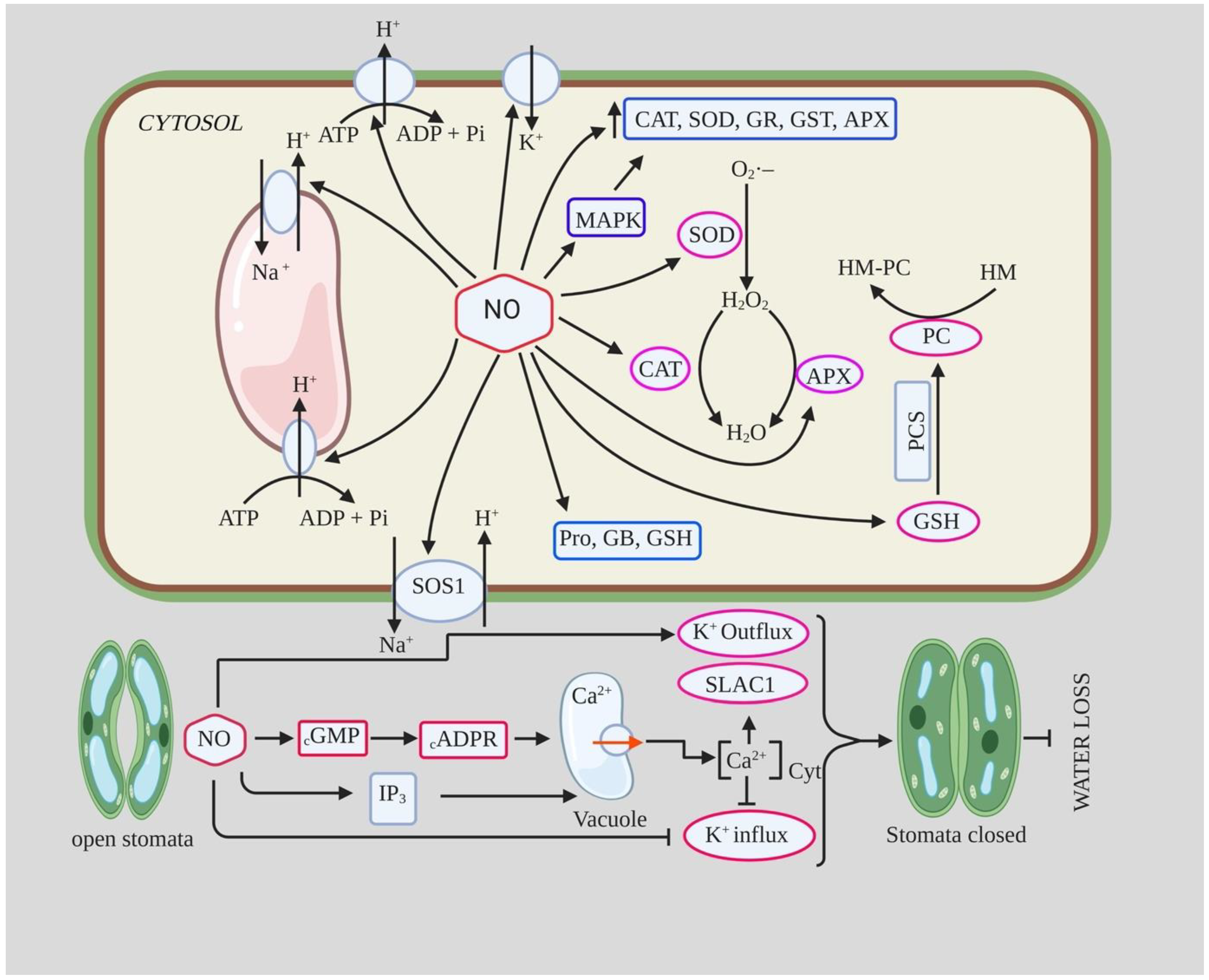 The Relationship Between Reactive Oxygen Species and Endothelial Cell  Metabolism. - Abstract - Europe PMC