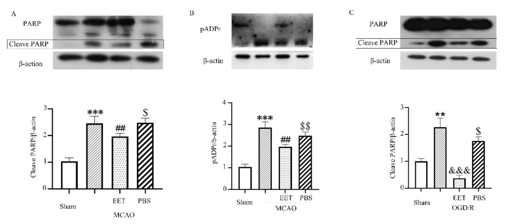 Ijms 22 09660 g003 550