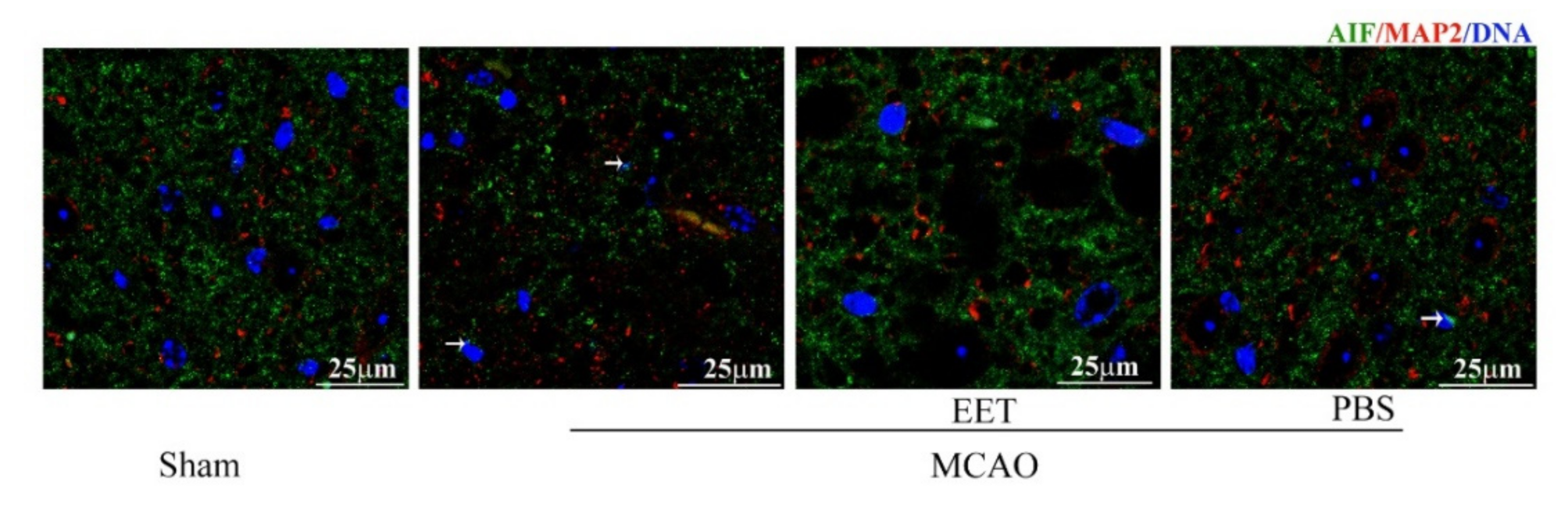 Ijms 22 09660 g004 550