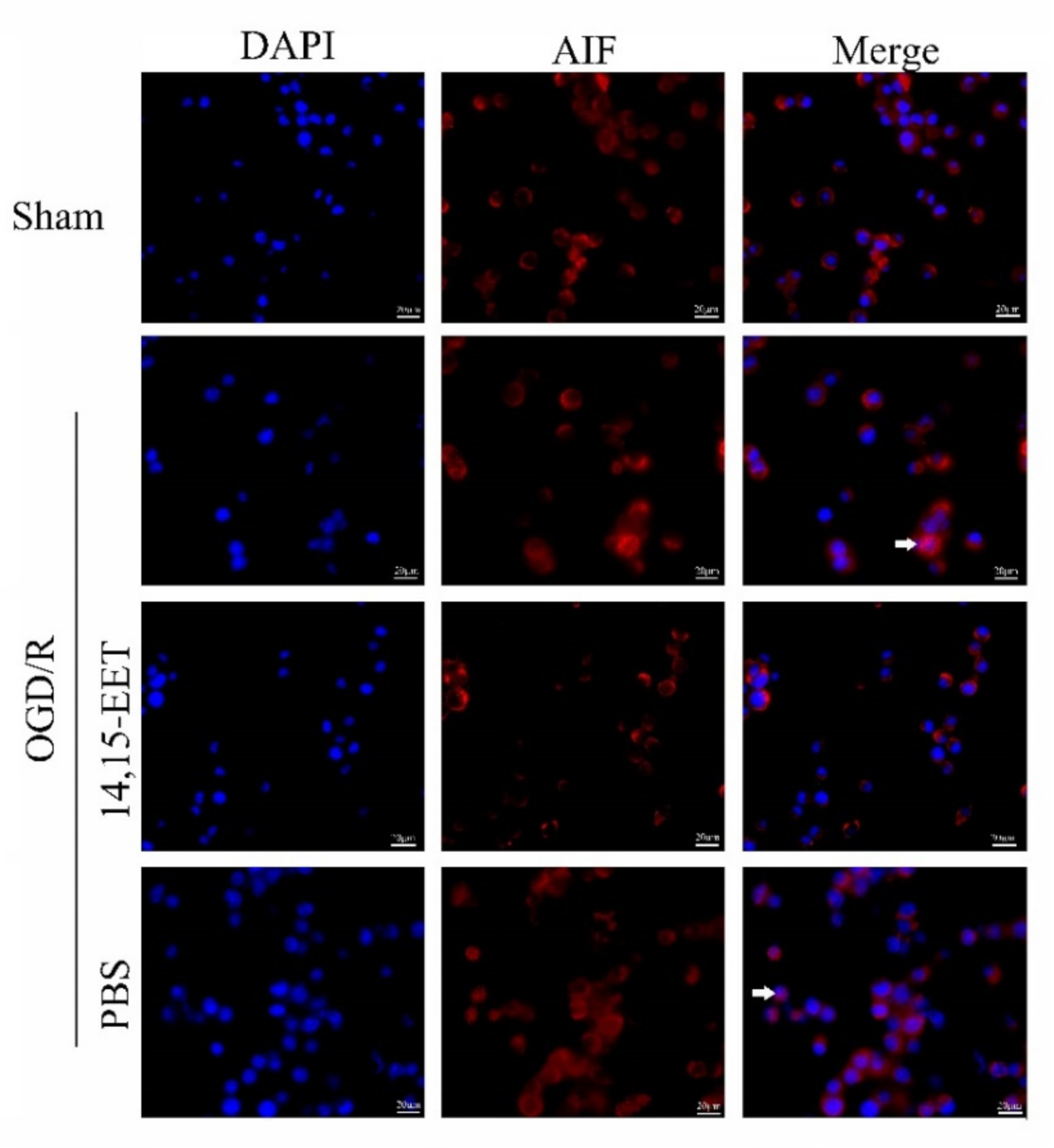 Ijms 22 09660 g005 550