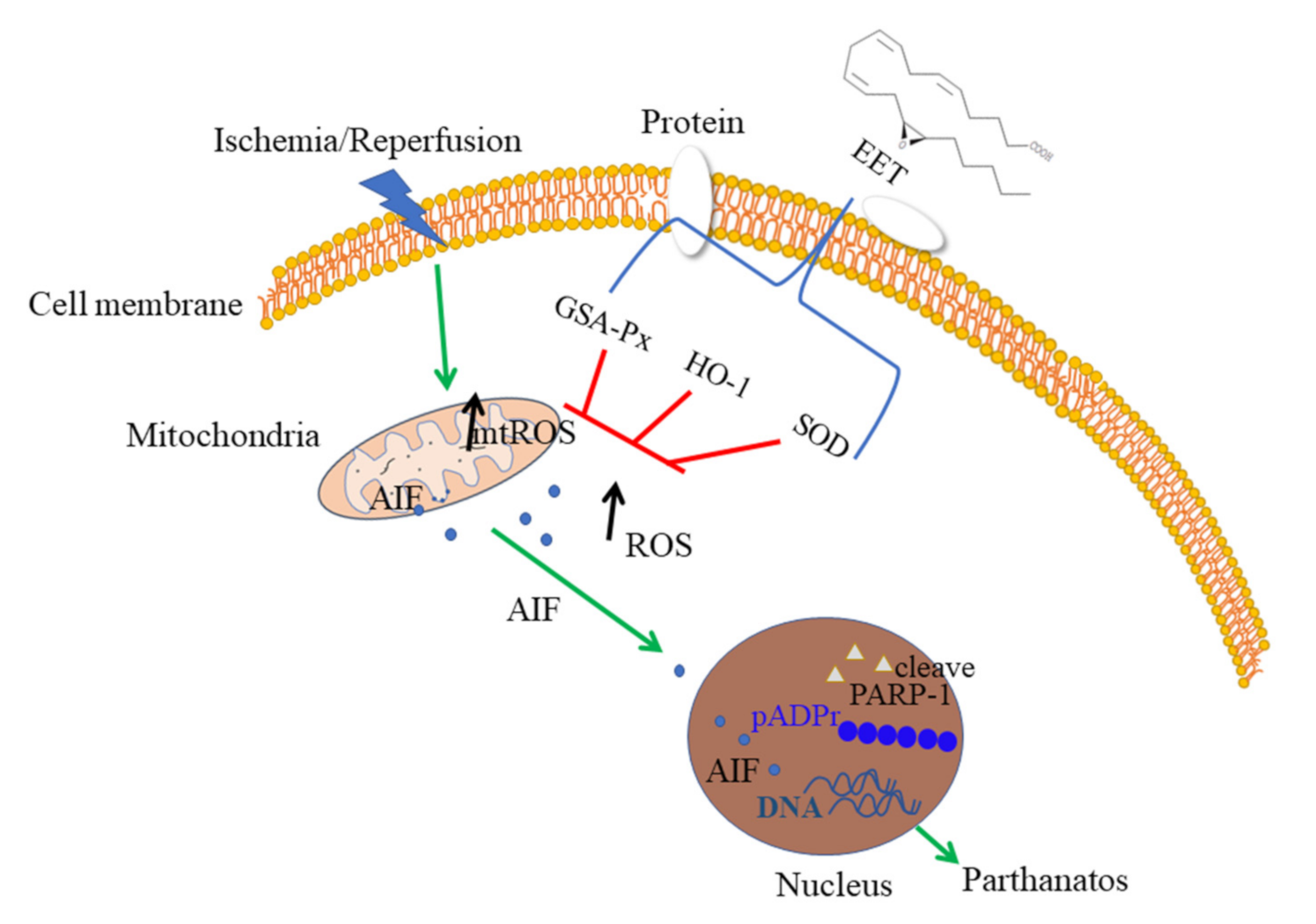 Ijms 22 09660 g008 550