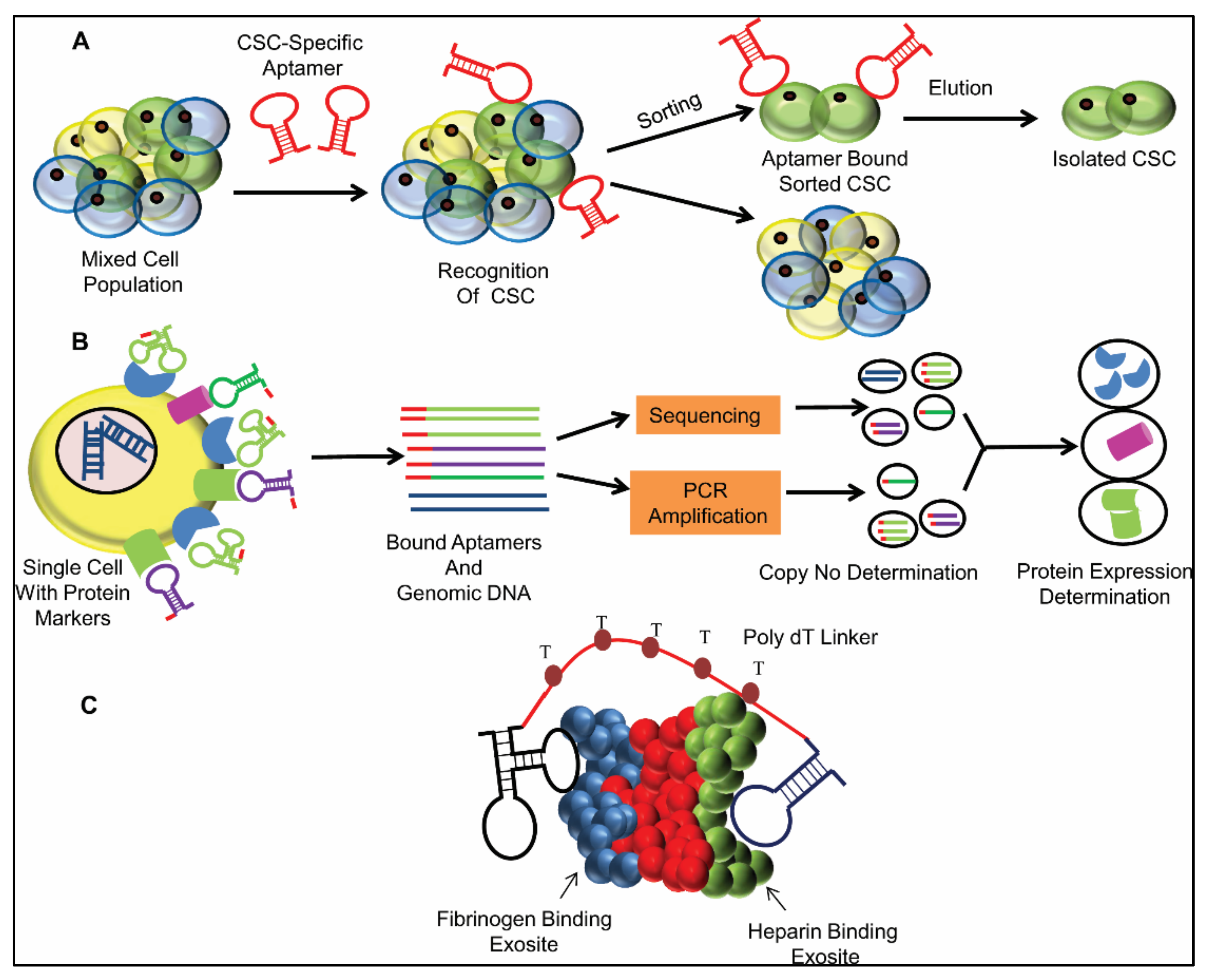 Ijms 22 09661 g005 550