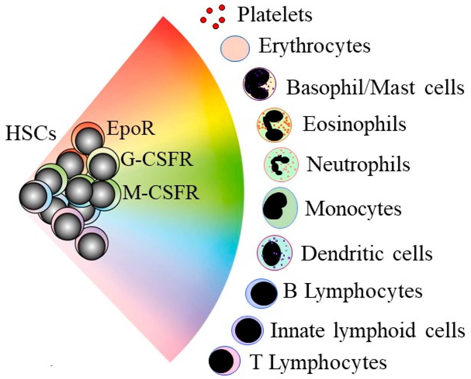 Tumor Suppressor Genes And Proto Oncogenes Biology Diagrams