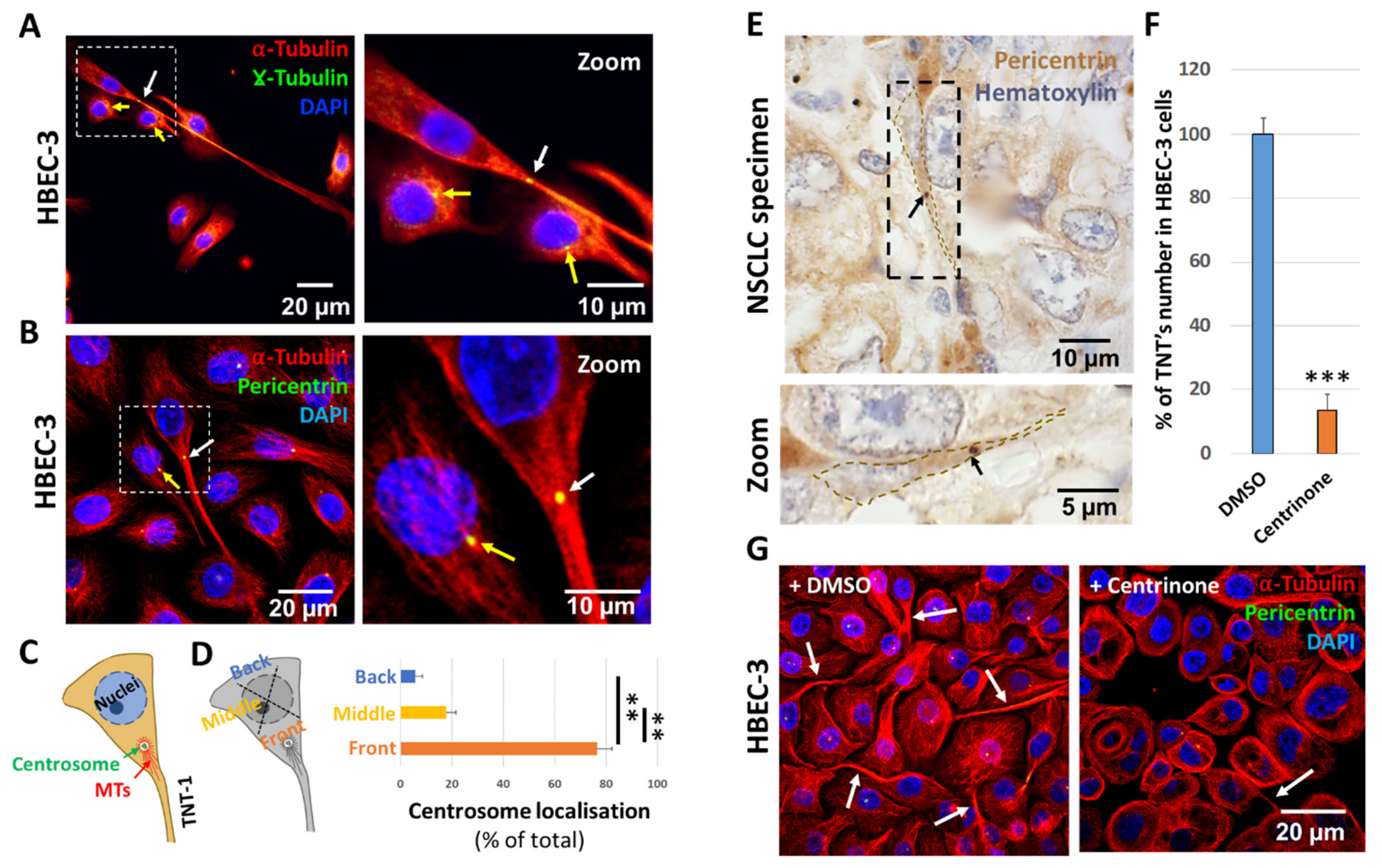 Ijms 22 09680 g001 550