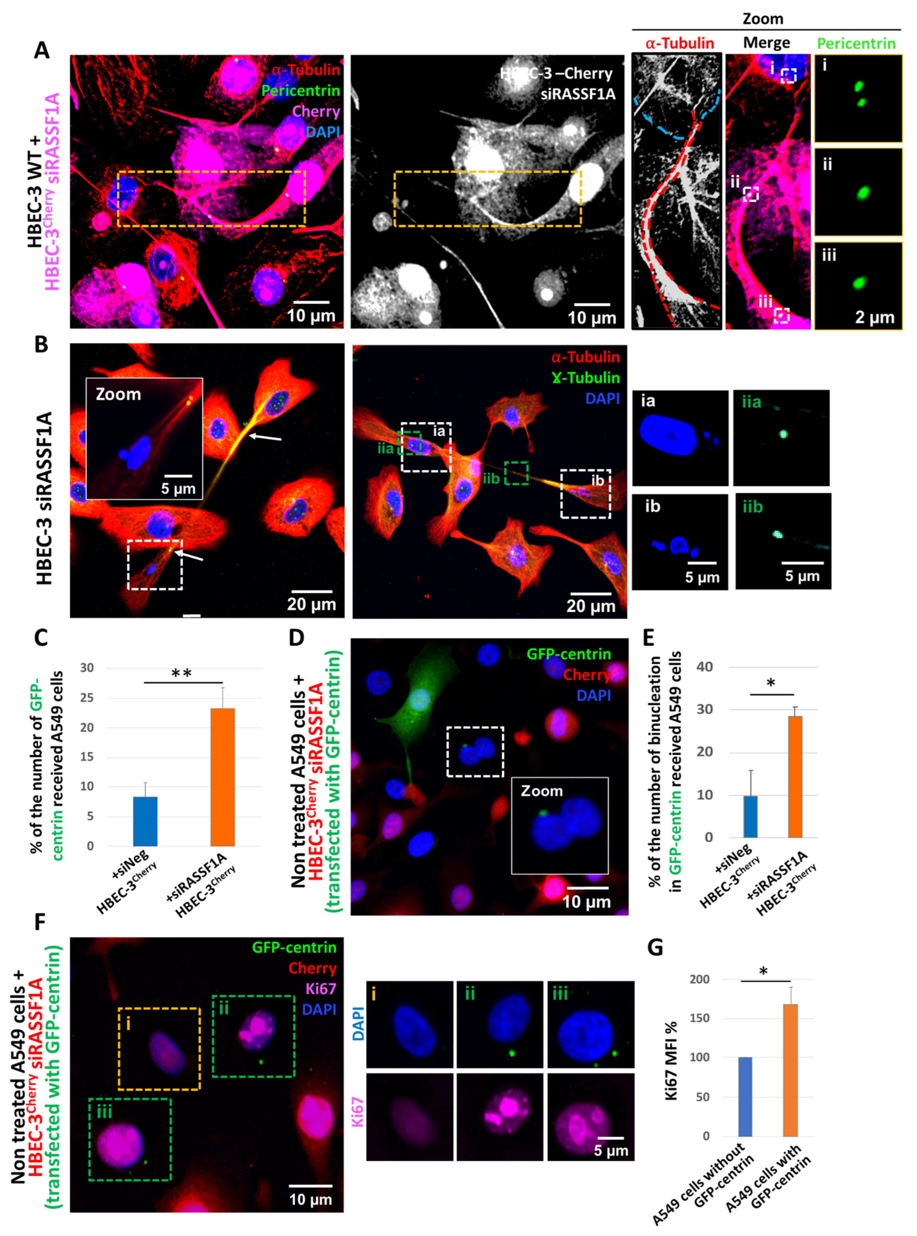 Ijms 22 09680 g004 550