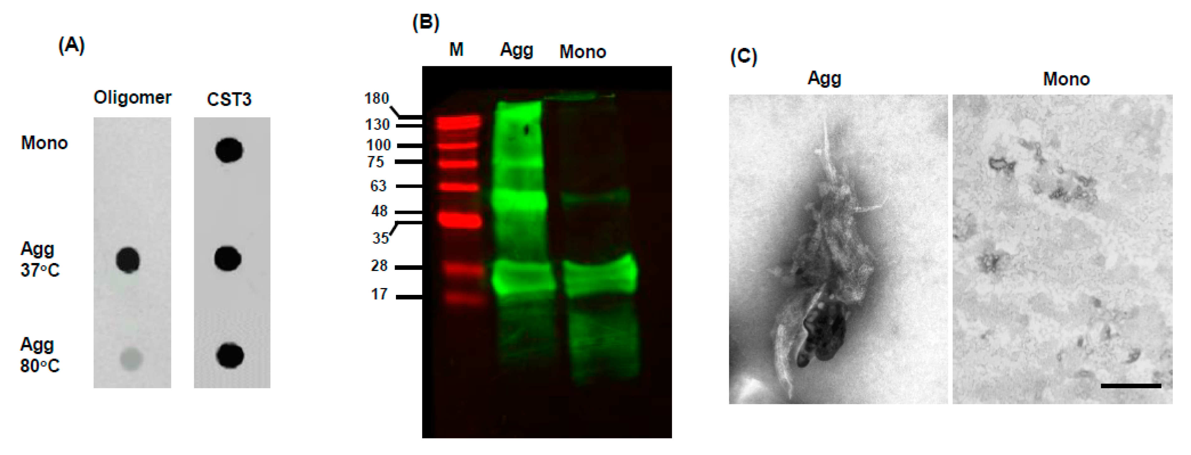 Ijms 22 09682 g002 Ijms 22 09682 g002
