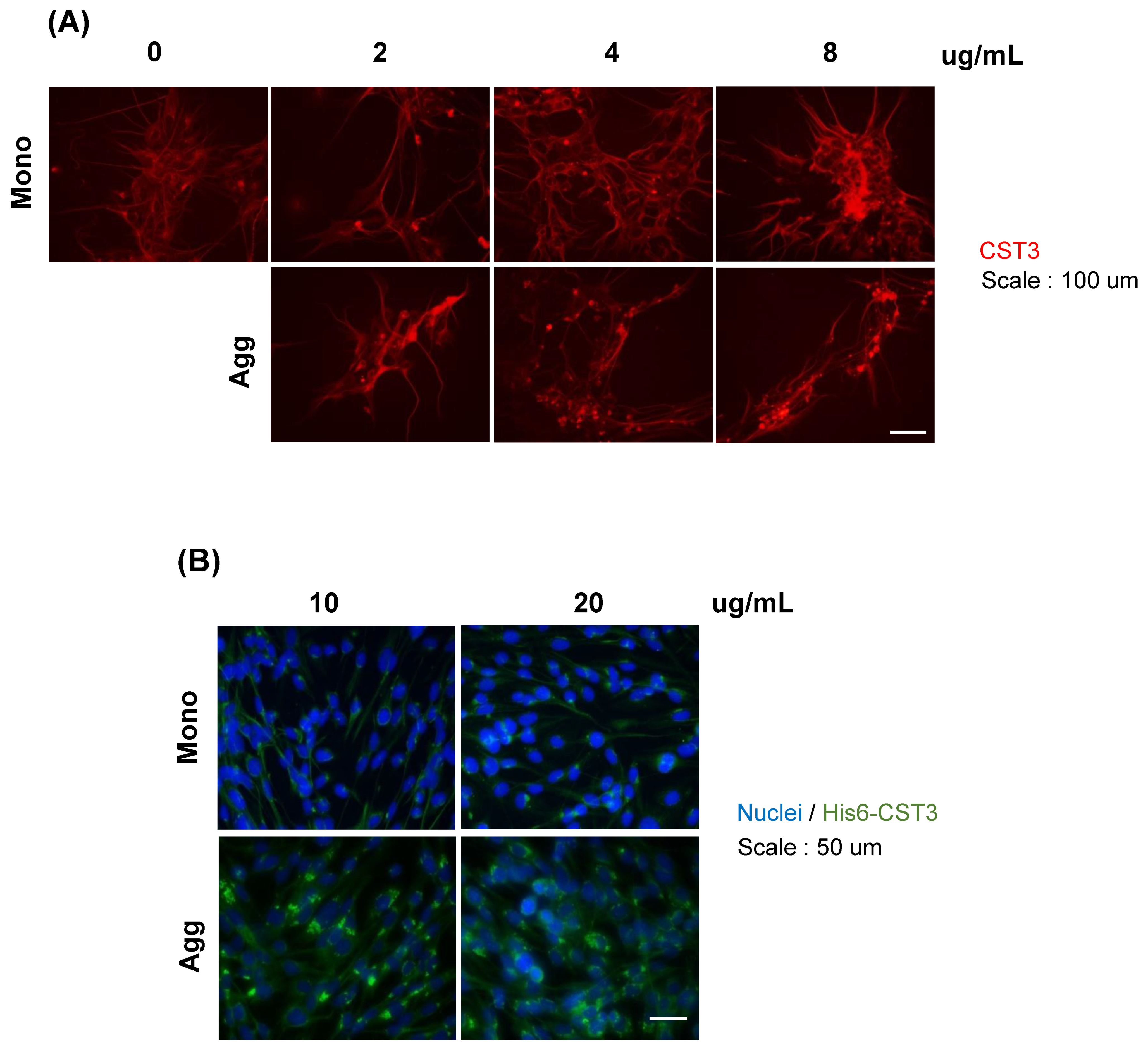 Ijms 22 09682 g005 Ijms 22 09682 g005