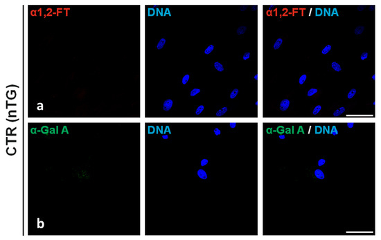 Characterization of Mono- and Bi-Transgenic Pig-Derived