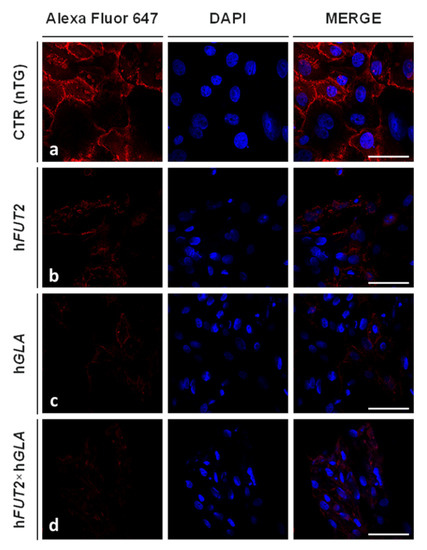 Characterization of Mono- and Bi-Transgenic Pig-Derived