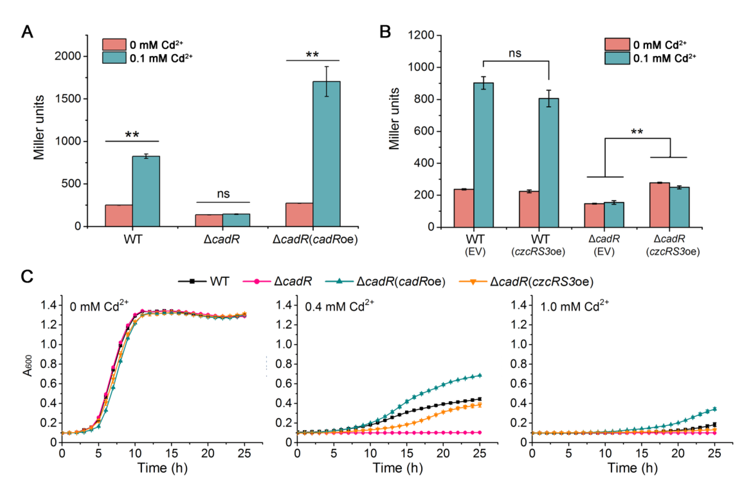 Ijms 22 09697 g005 Ijms 22 09697 g005