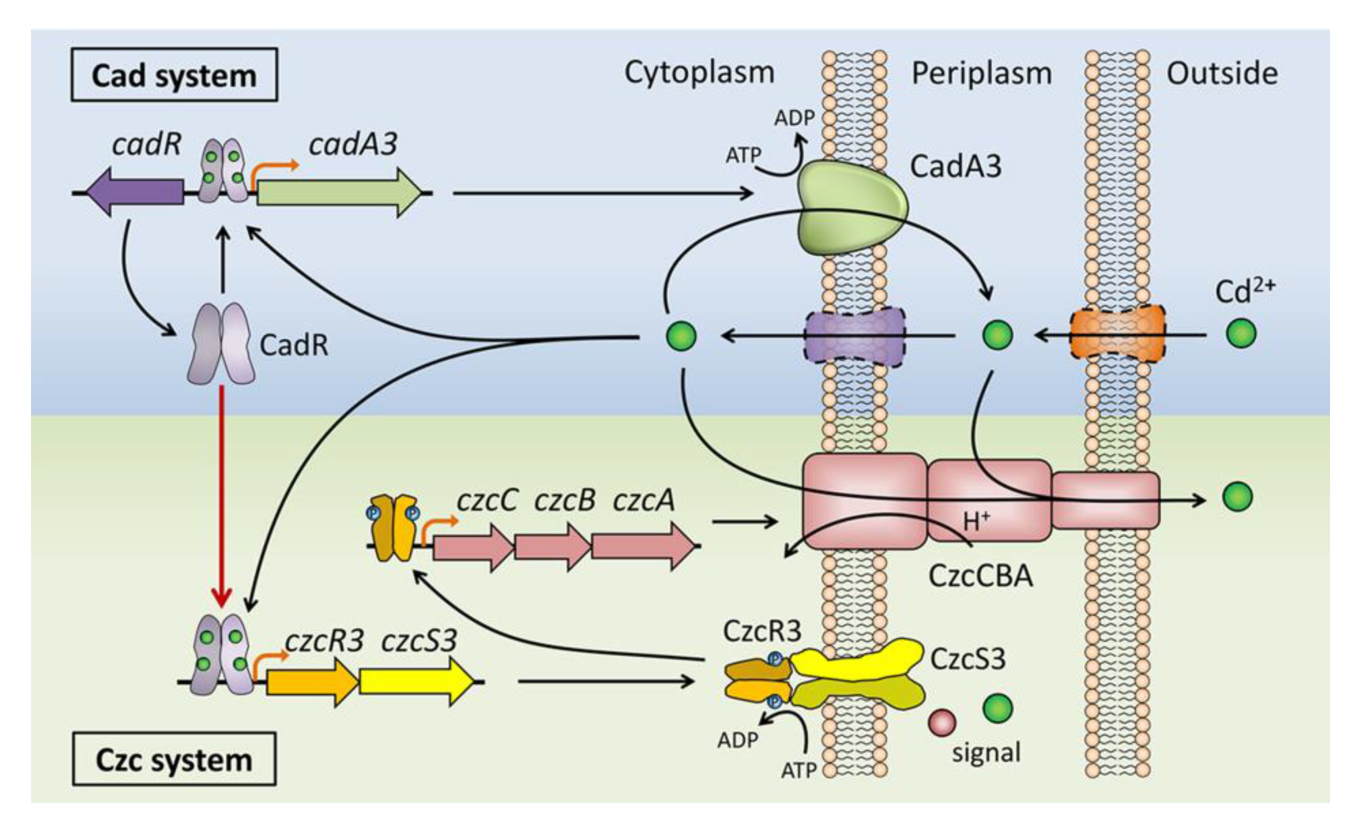Ijms 22 09697 g007 Ijms 22 09697 g007