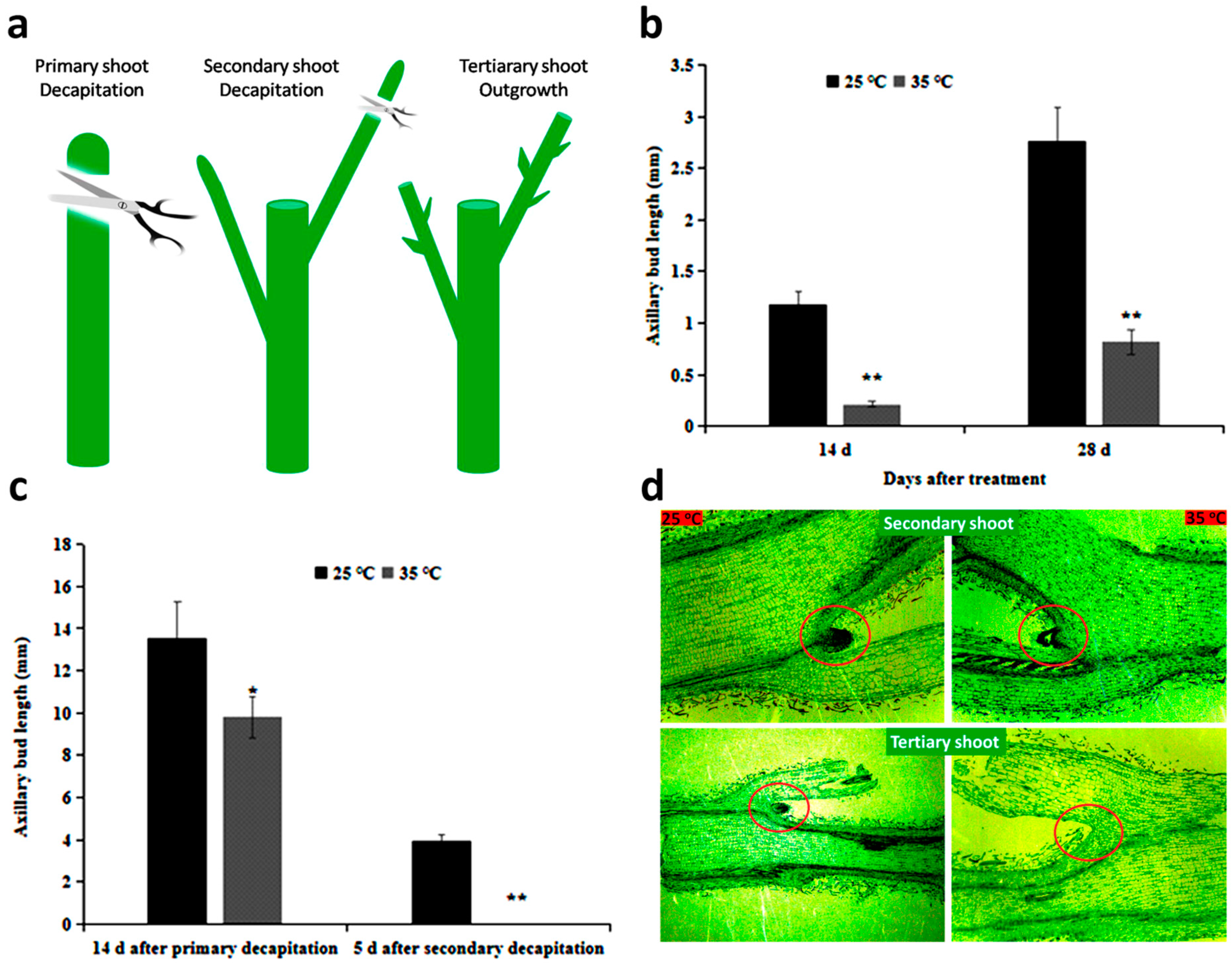 Ijms 22 09704 g001 Ijms 22 09704 g001