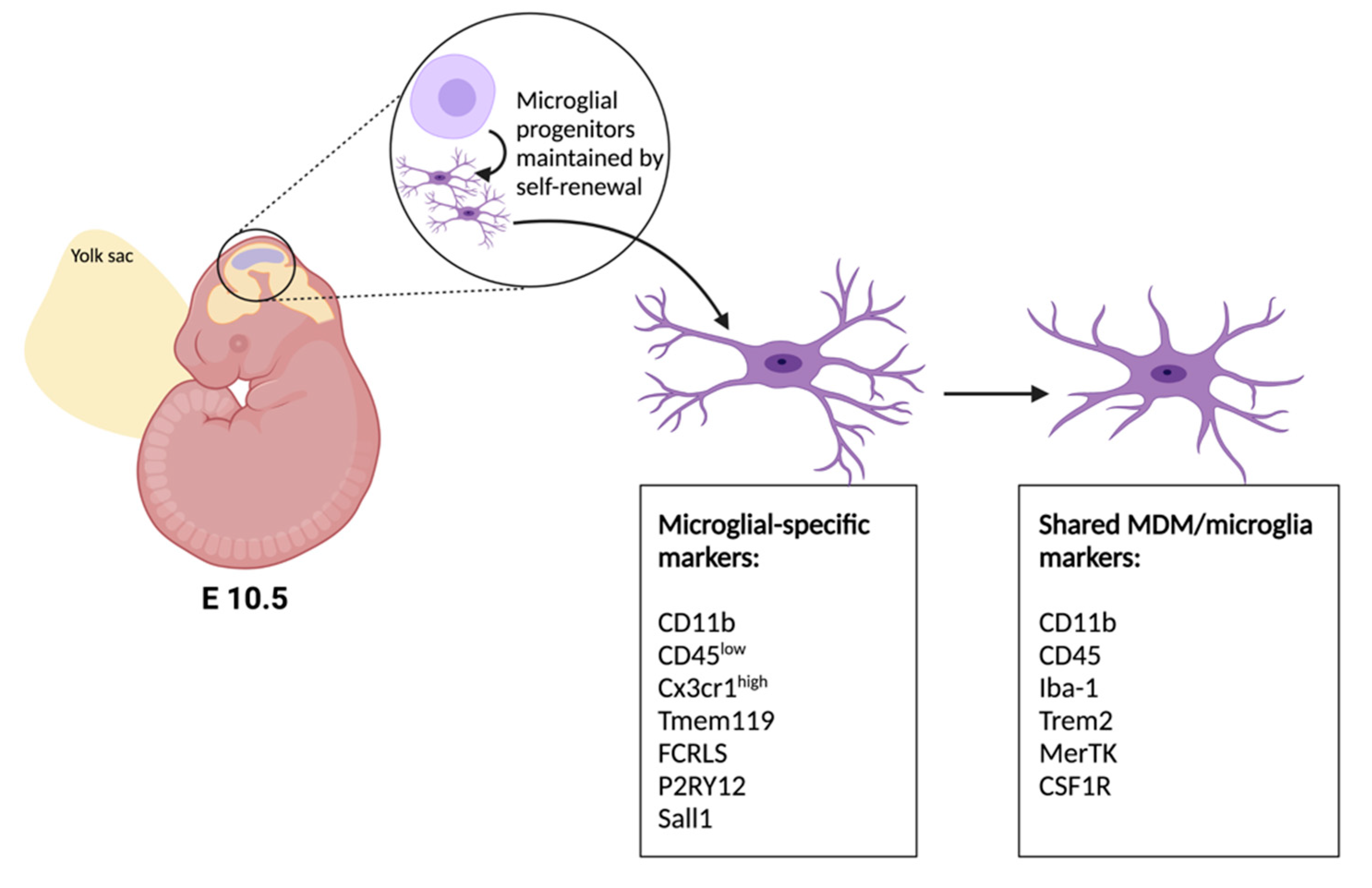 Ijms 22 09706 g001 550