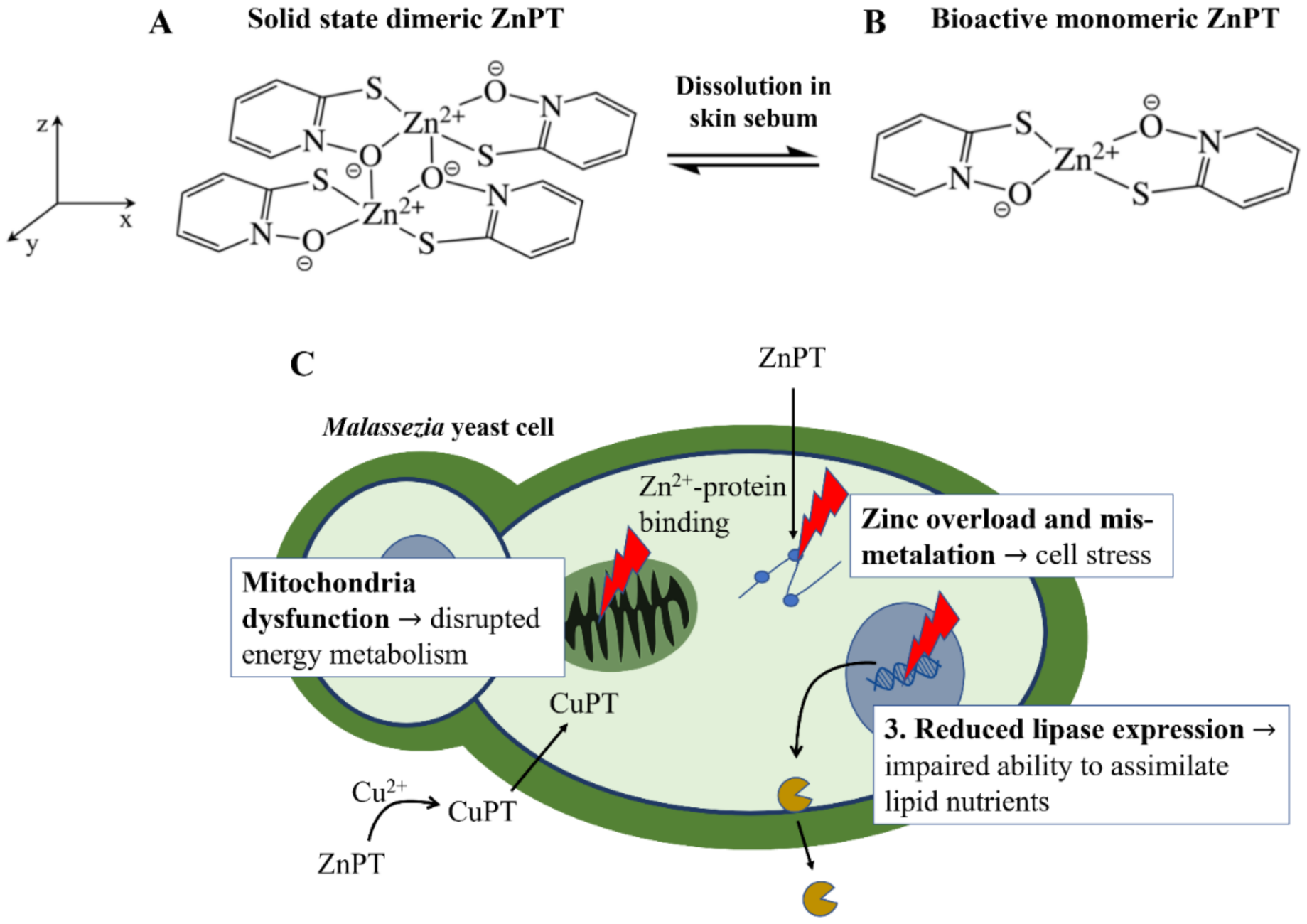 IJMS Free FullText Targeted Delivery of Zinc Pyrithione to Skin