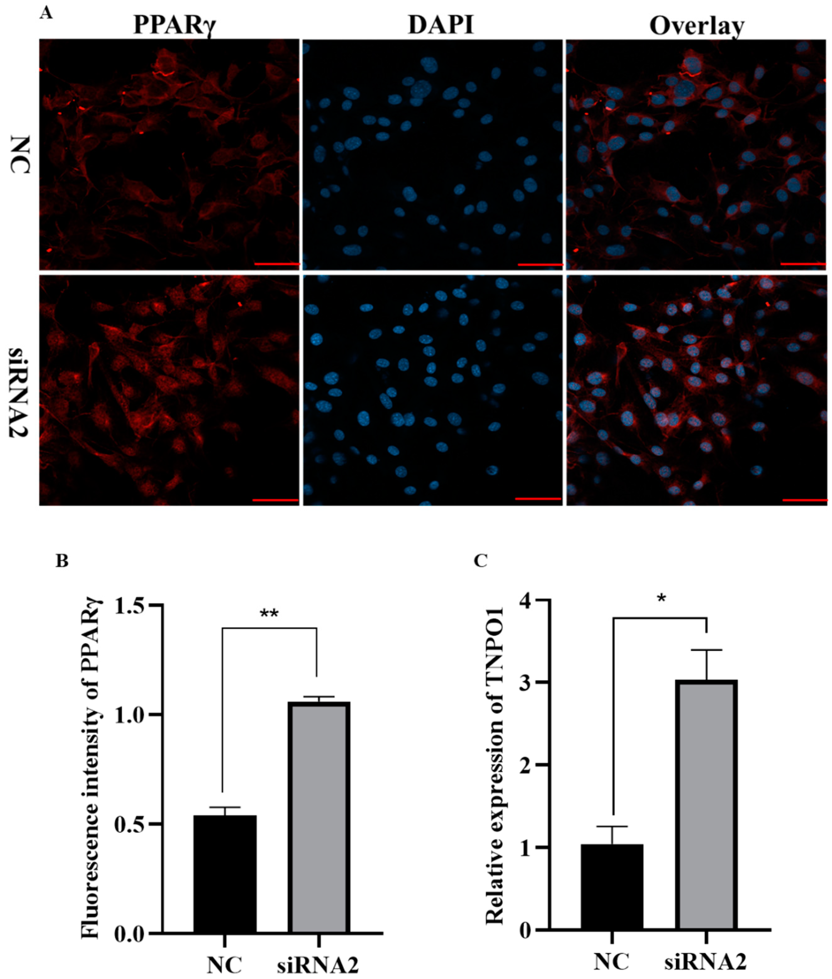 Ijms 22 09759 g007 550