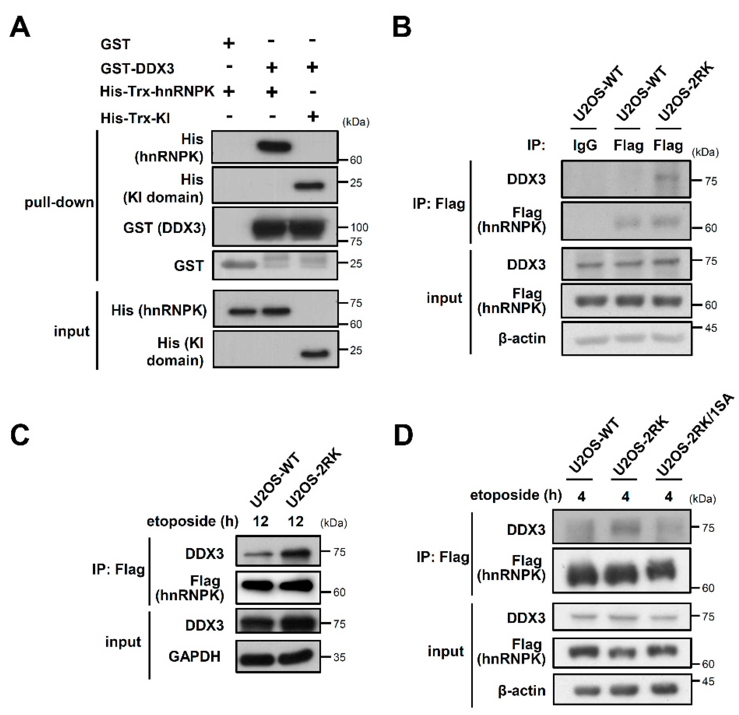 Ijms 22 09764 g001 Ijms 22 09764 g001