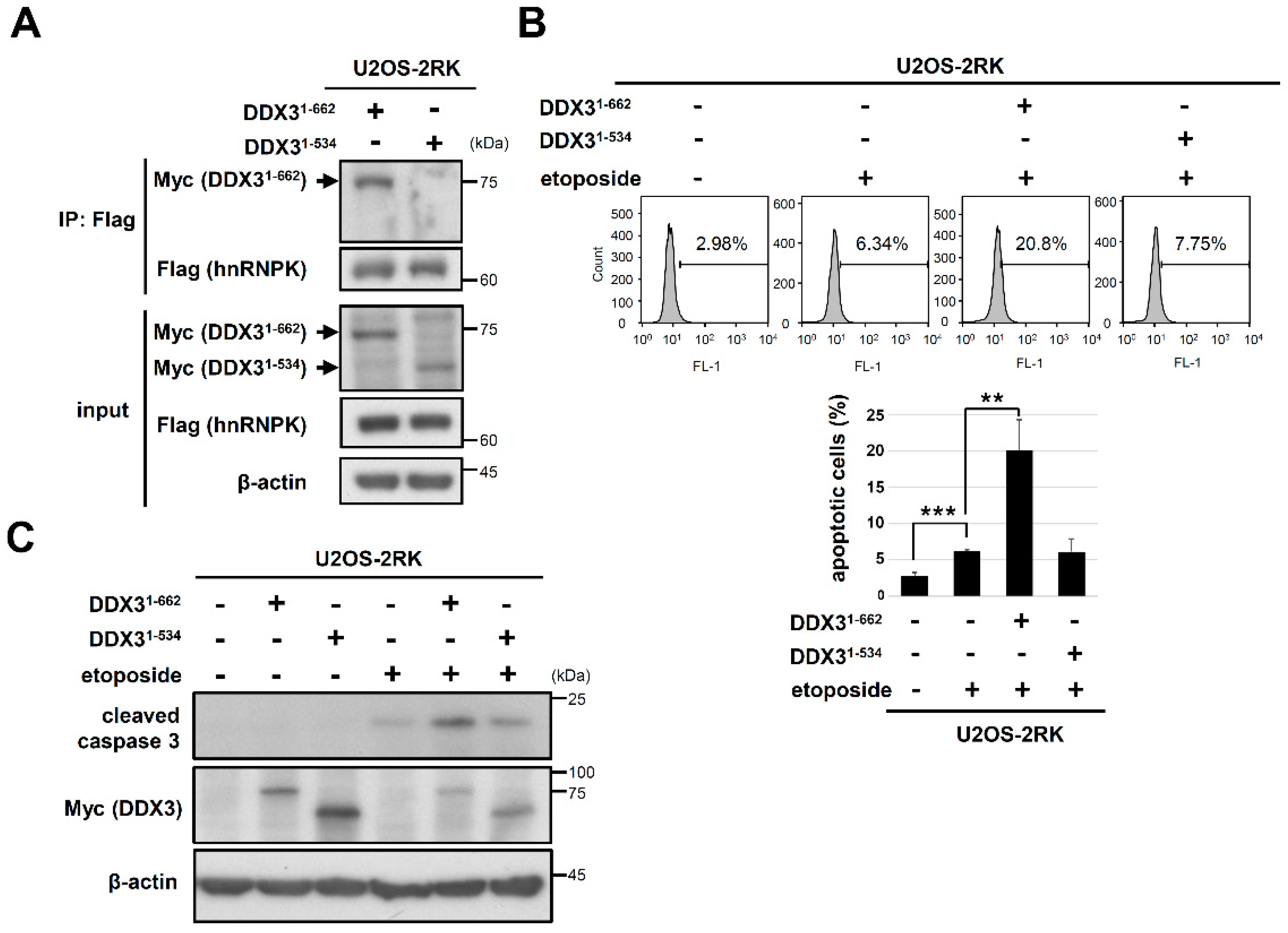 Ijms 22 09764 g004 Ijms 22 09764 g004