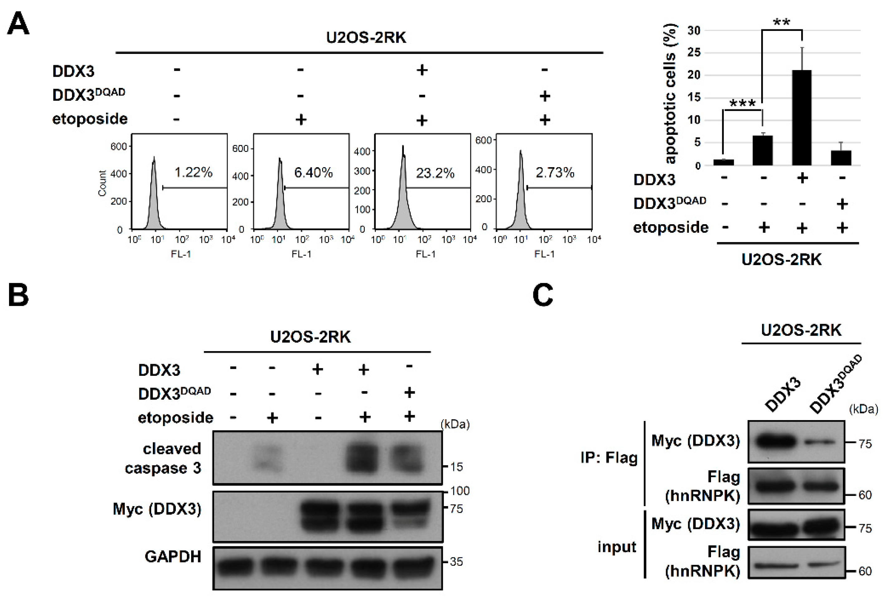 Ijms 22 09764 g005 Ijms 22 09764 g005