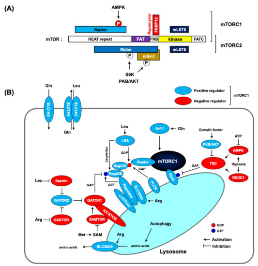 AMPK–mTOR Signaling and Cellular Adaptations in Hypoxia