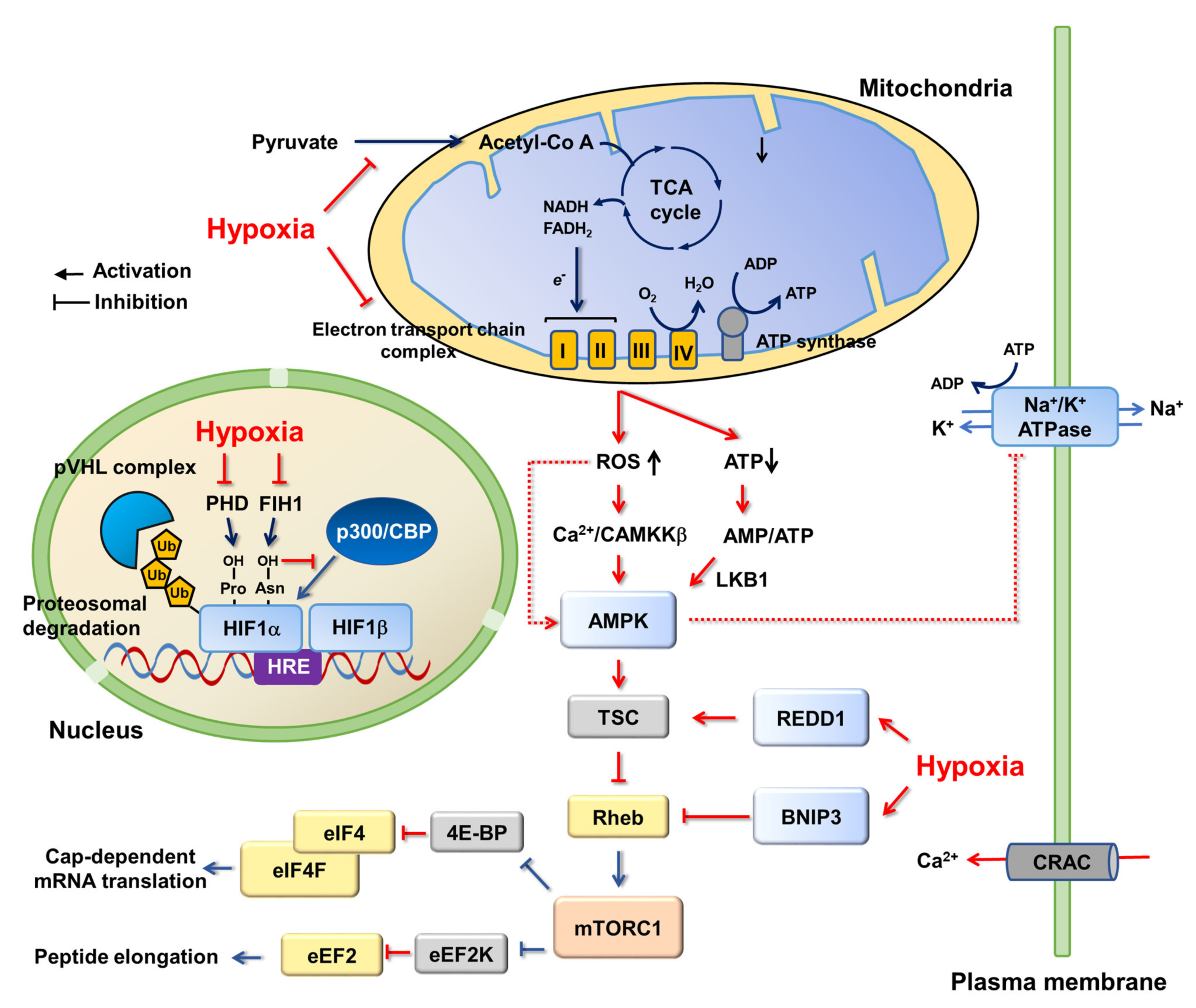 AMPK–mTOR Signaling and Cellular Adaptations in Hypoxia