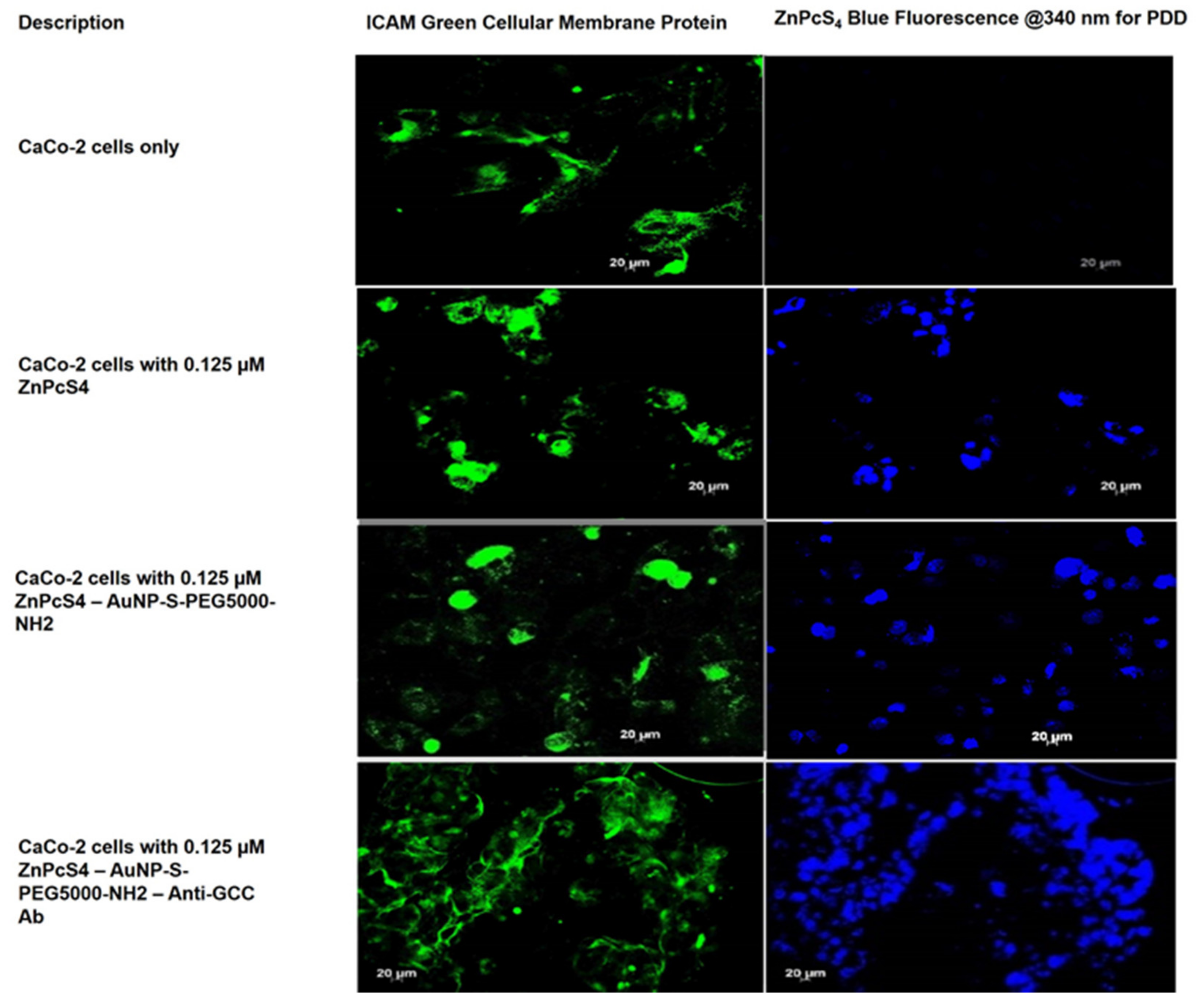 Ijms 22 09779 g007 550