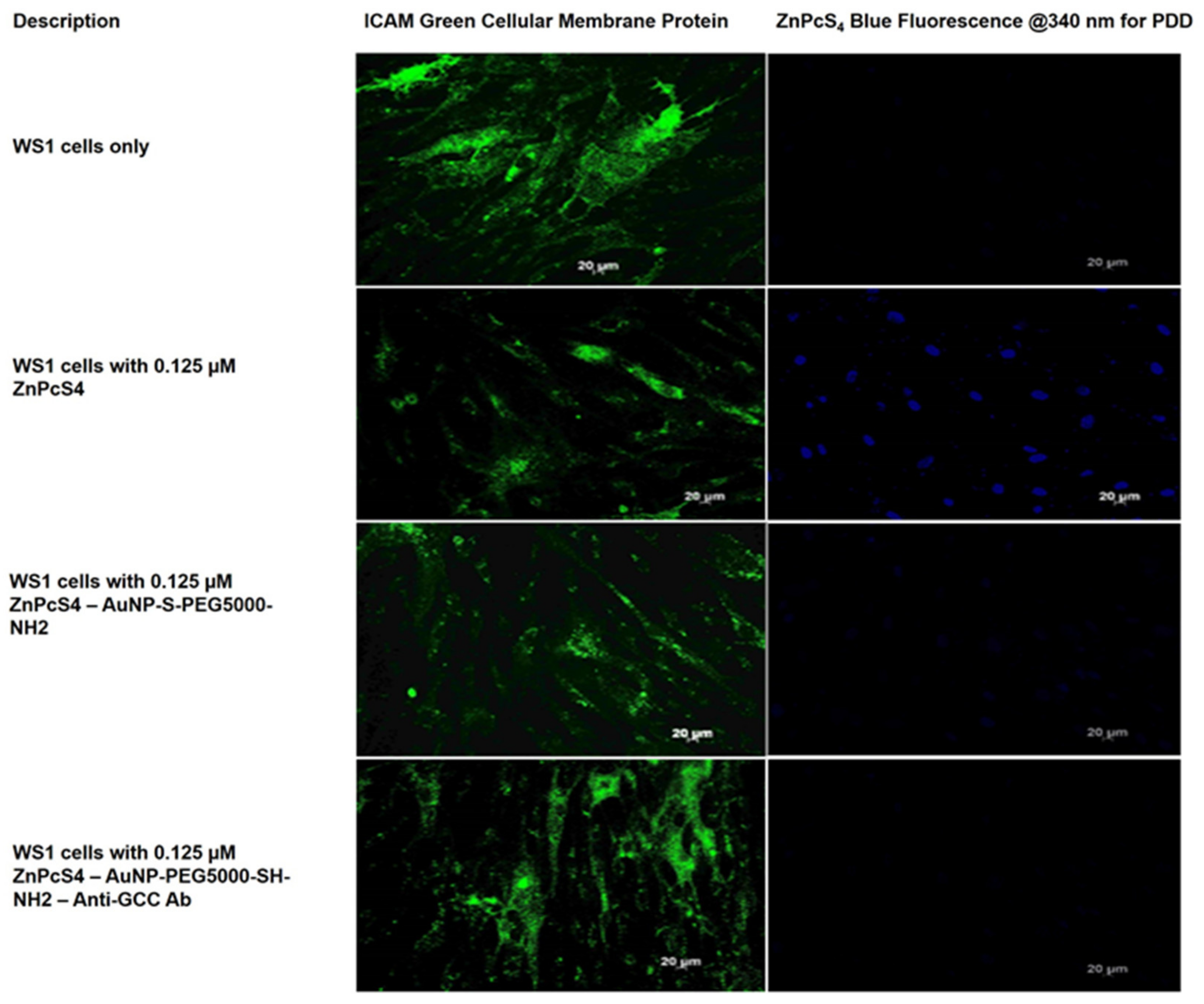 Ijms 22 09779 g008 550