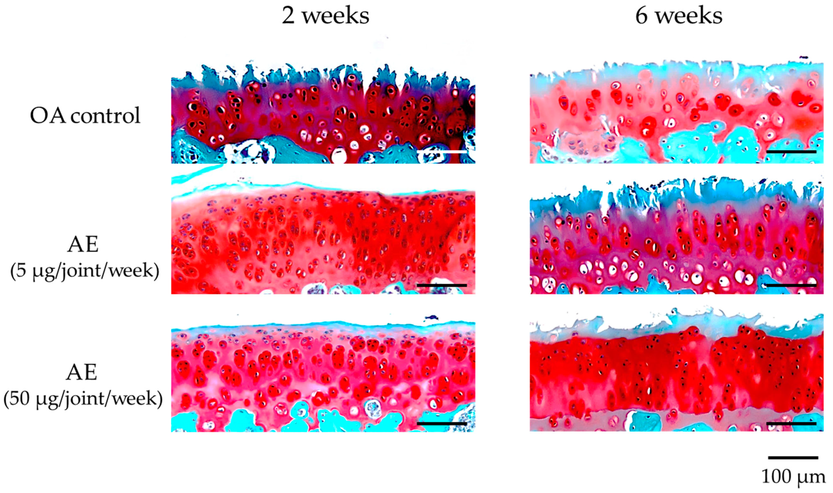 Ijms 22 09781 g004 Ijms 22 09781 g004