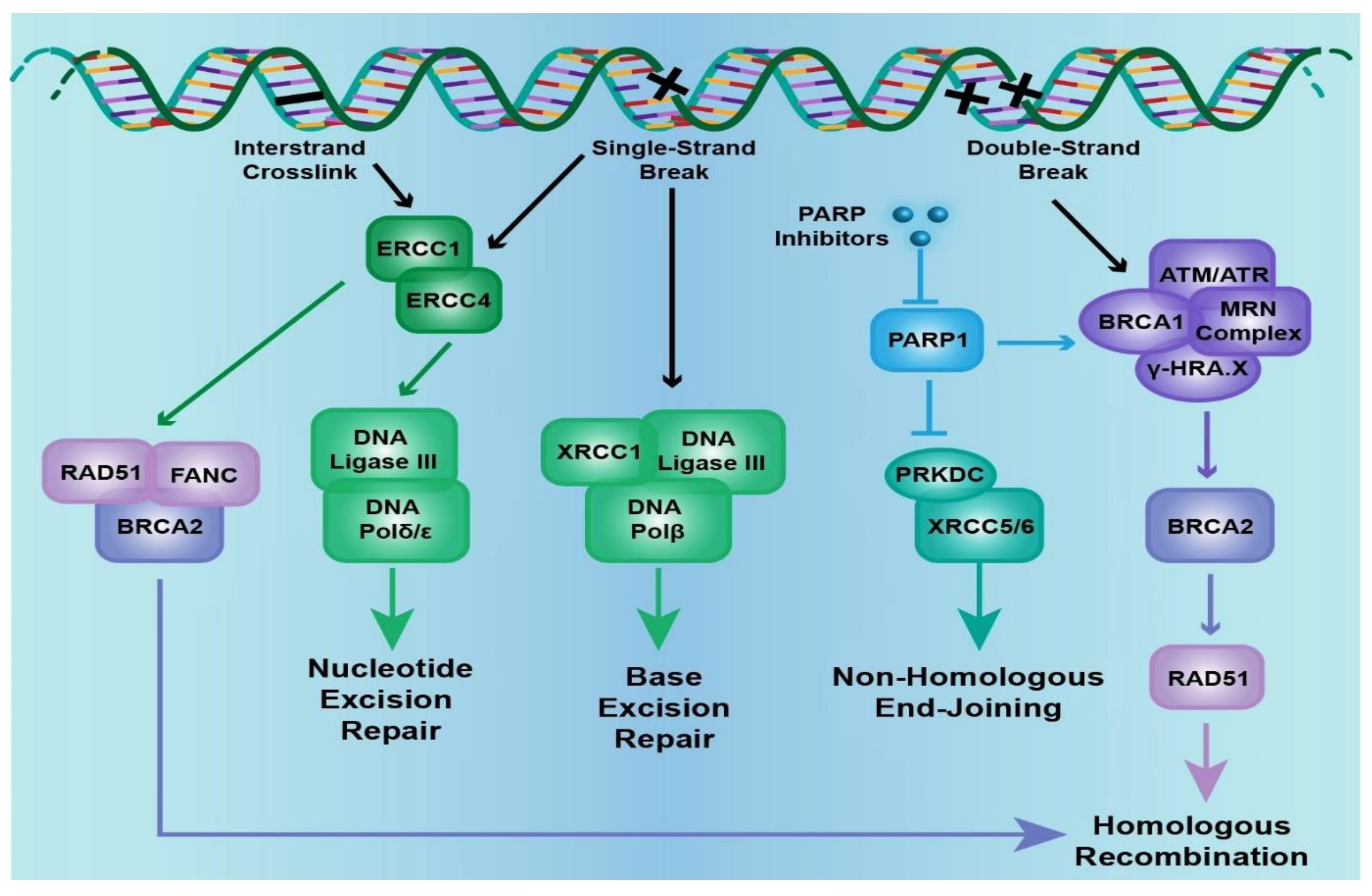 Ijms Free Full Text Genetic Aberrations Of Dna Repair Pathways In Prostate Cancer Translation To The Clinic Html