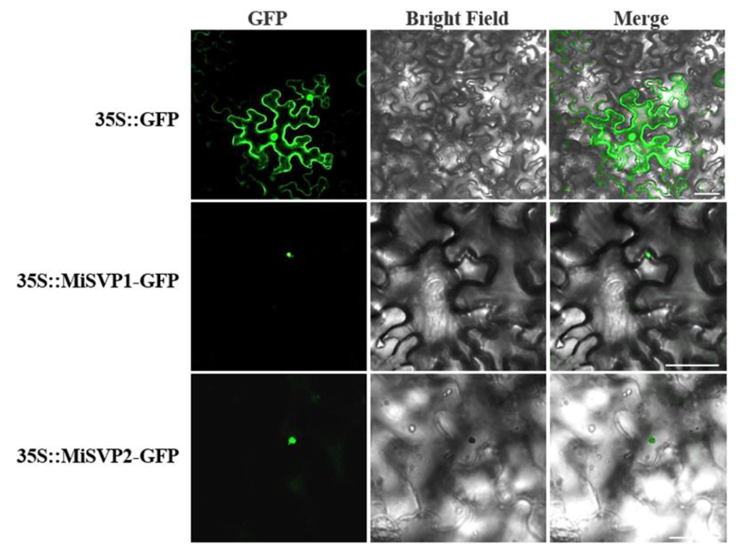 Ijms 22 09802 g004 550