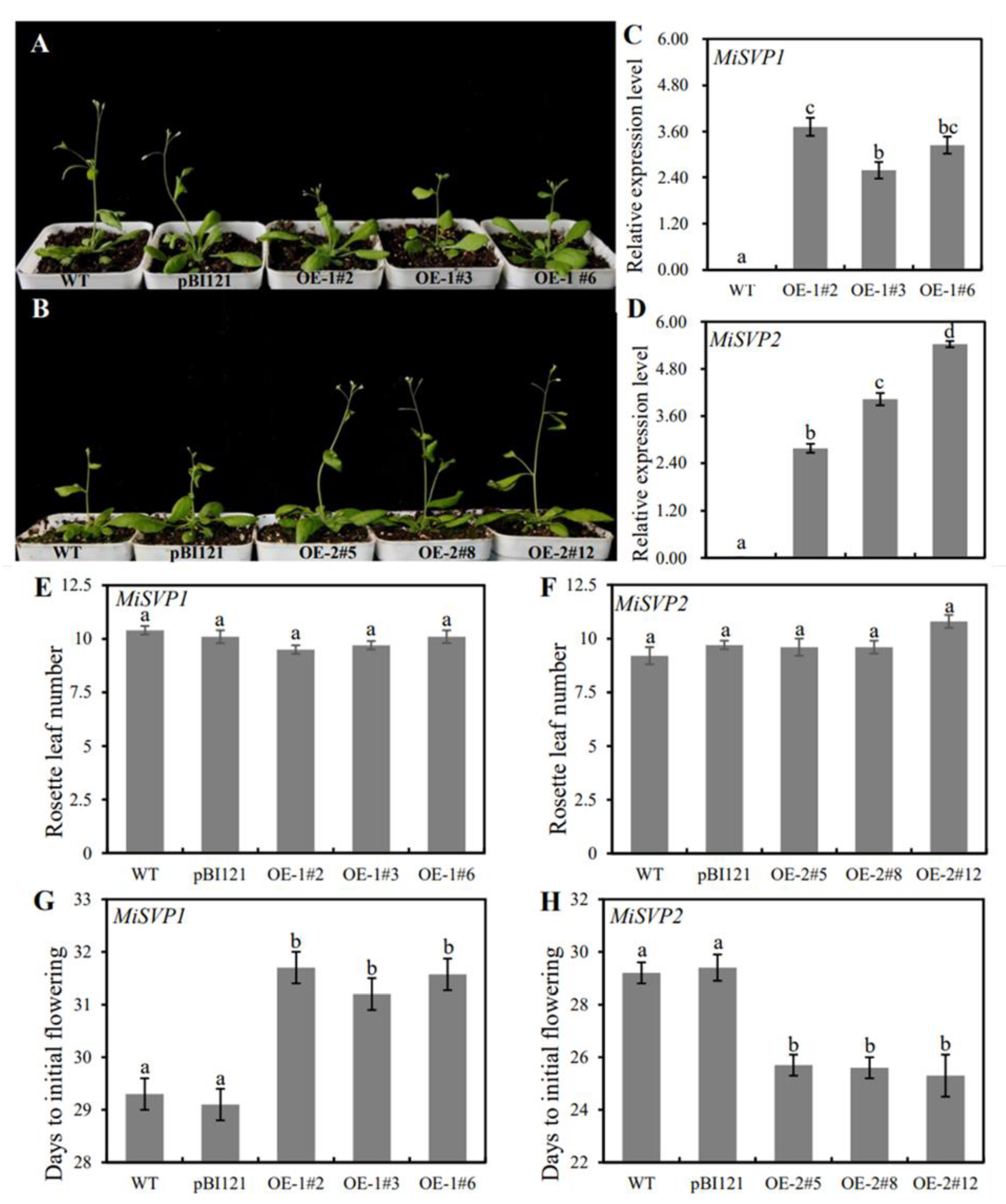 Ijms 22 09802 g005 550