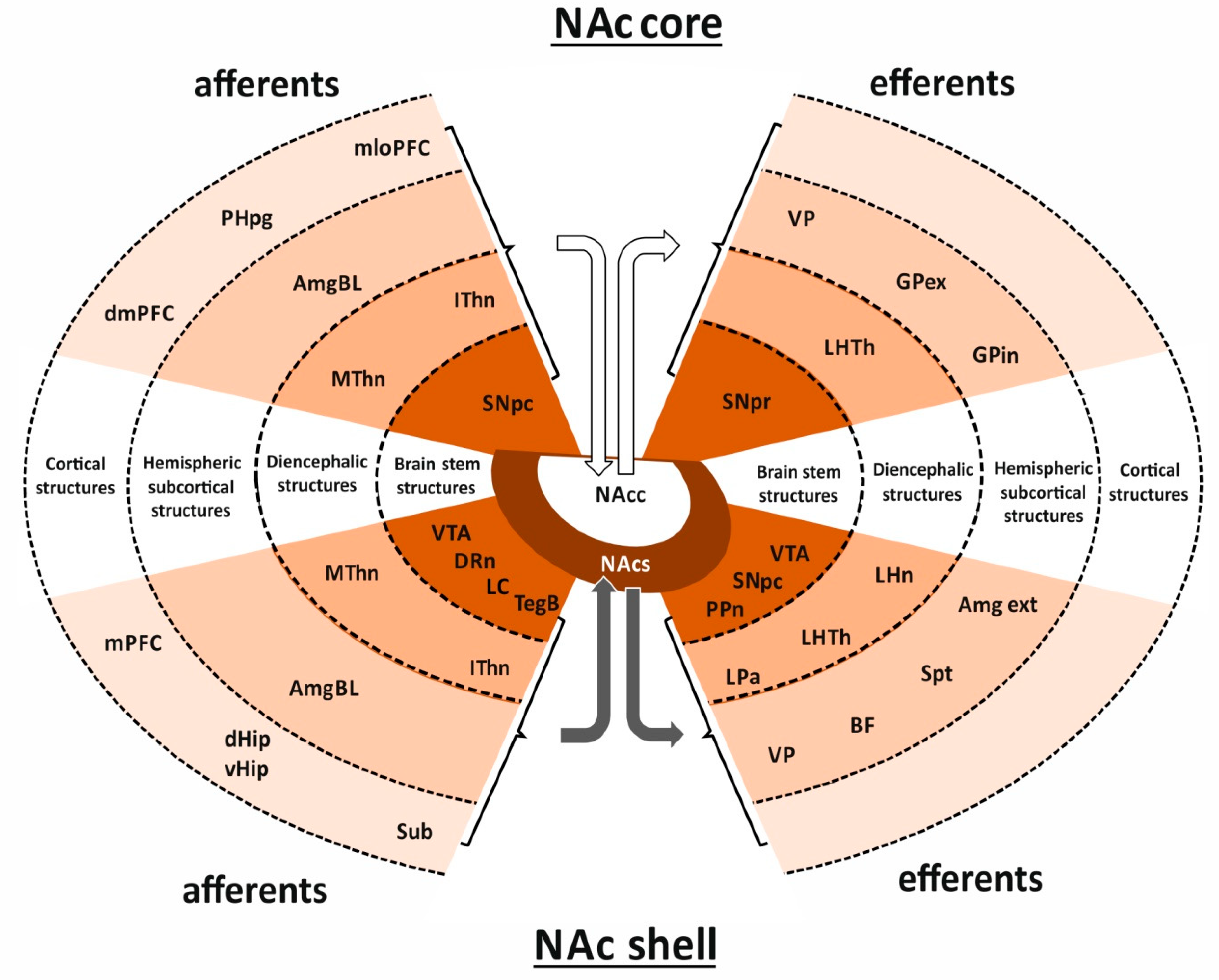 Ijms Free Full Text Neuroplasticity And Multilevel System Of Connections Determine The Integrative Role Of Nucleus Accumbens In The Brain Reward System Html