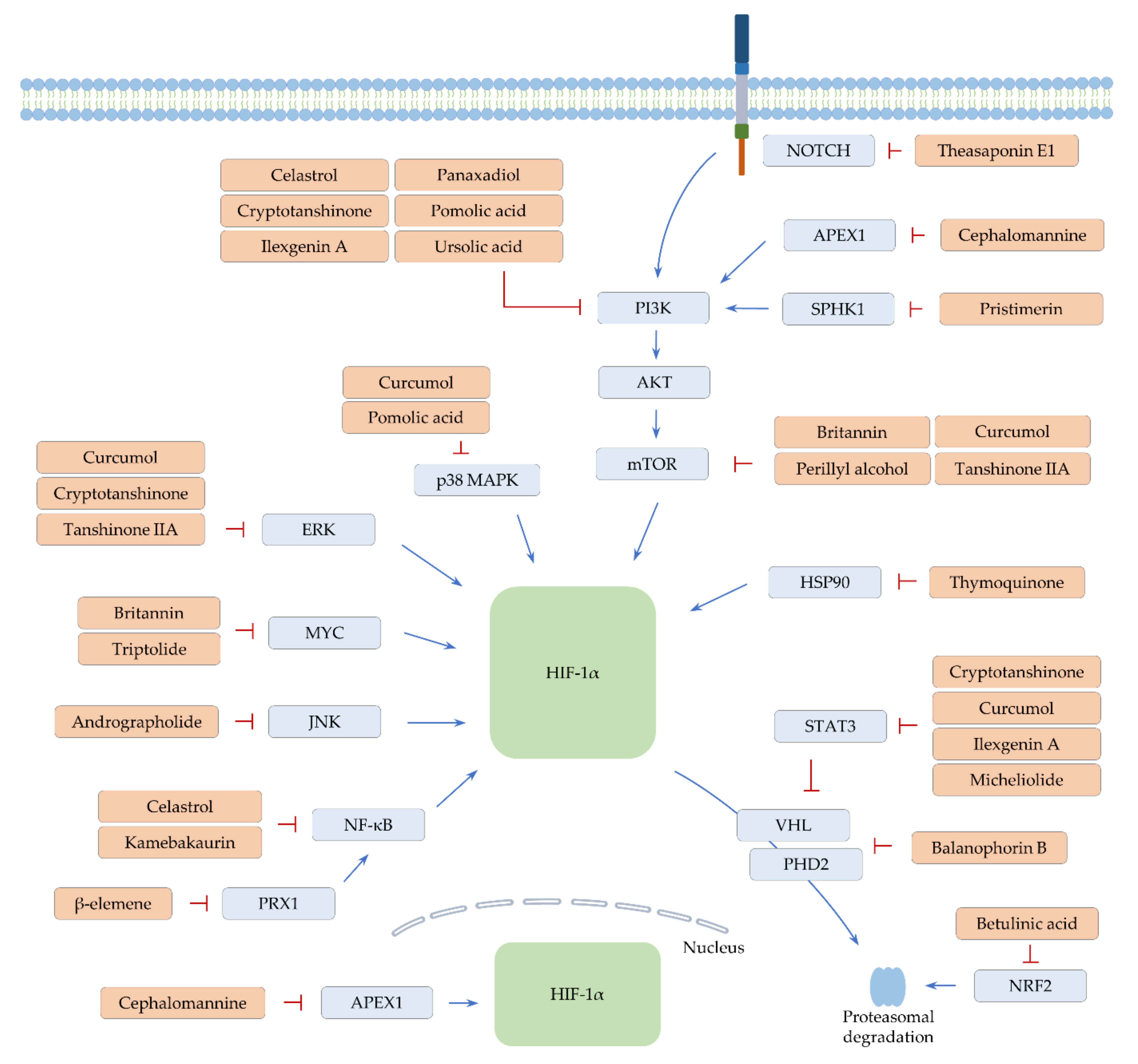 Ijms 22 09819 g003 Ijms 22 09819 g003