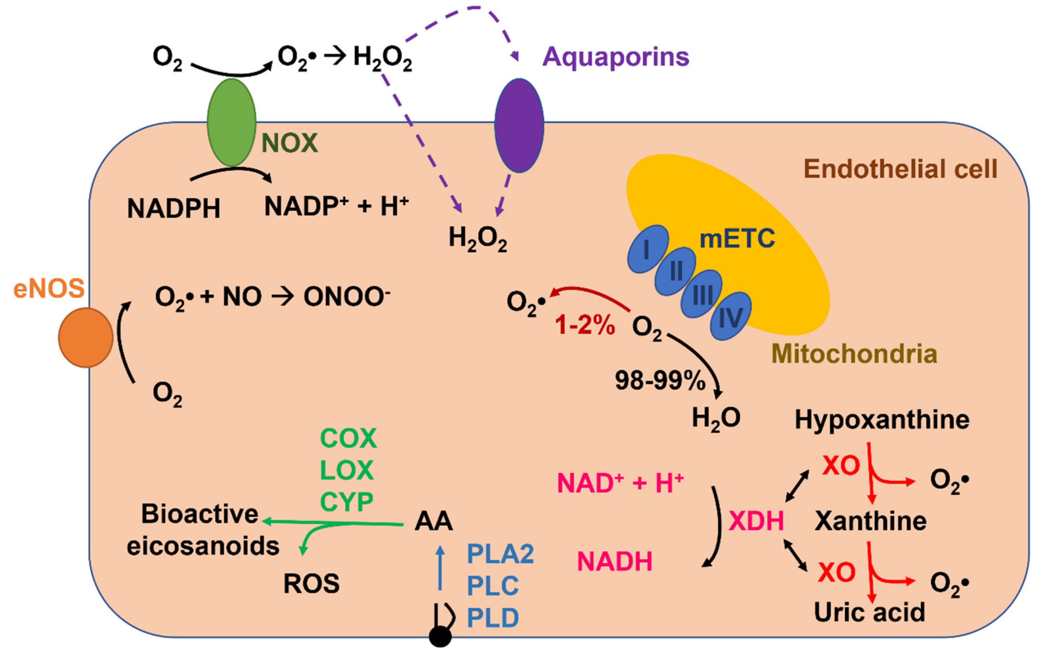IJMS | Free Full-Text | Reactive Oxygen Species and Endothelial 