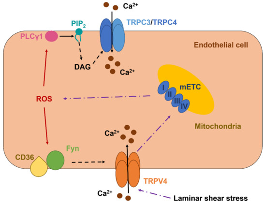 りお Early steps in steroidogenesis: intracellular cholesterol
