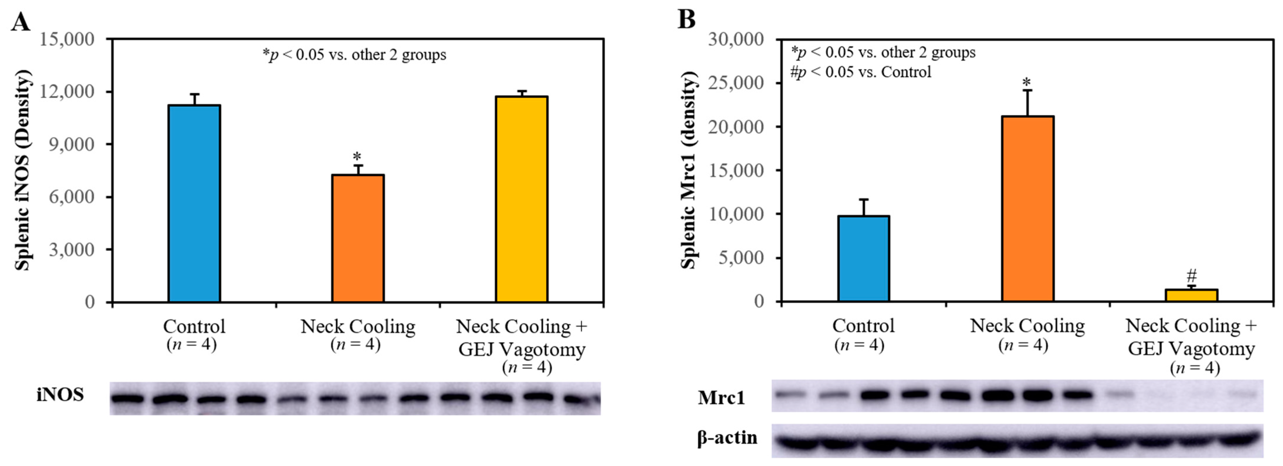 Ijms 22 09828 g008 550