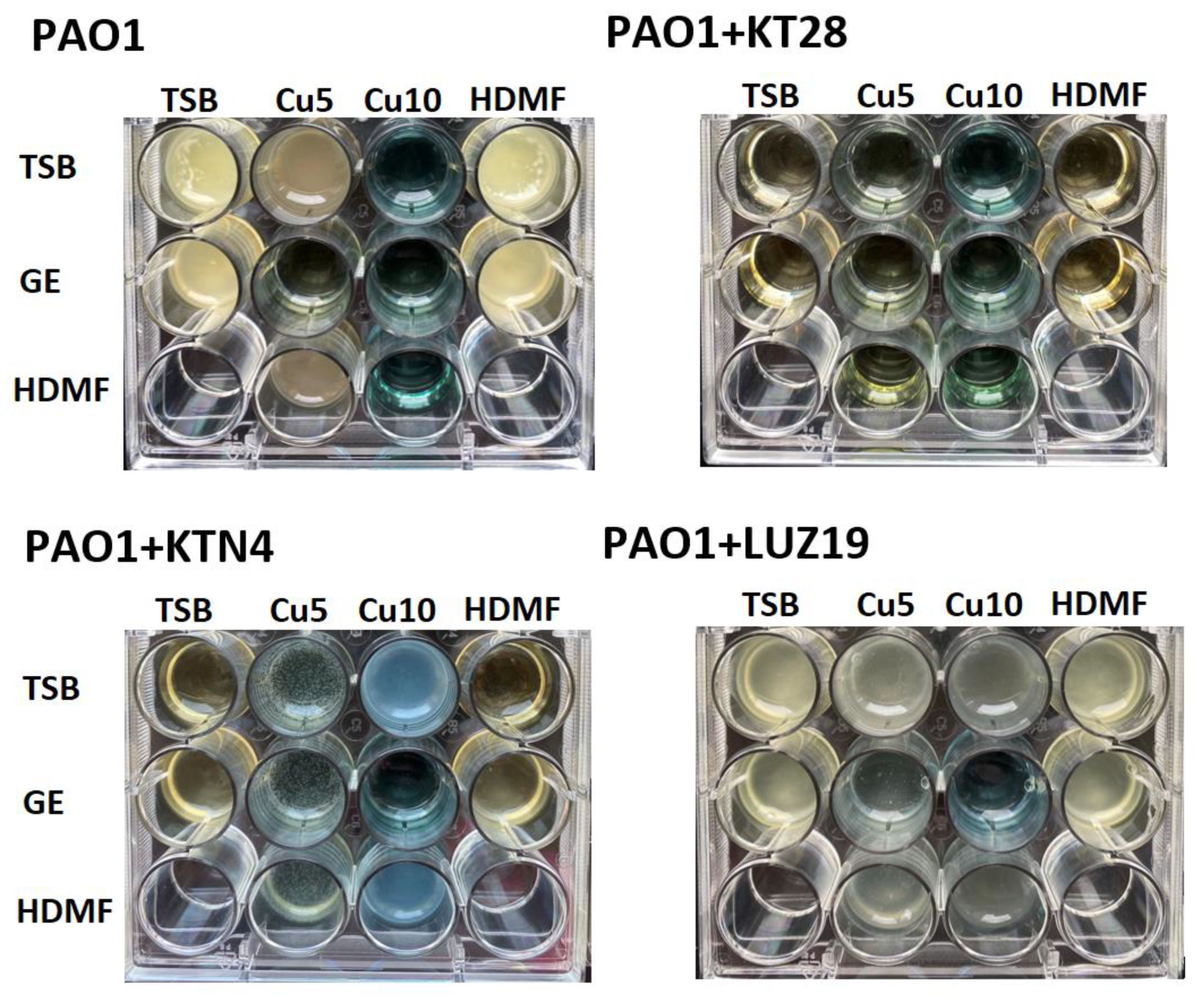 Ijms 22 09830 g004 550