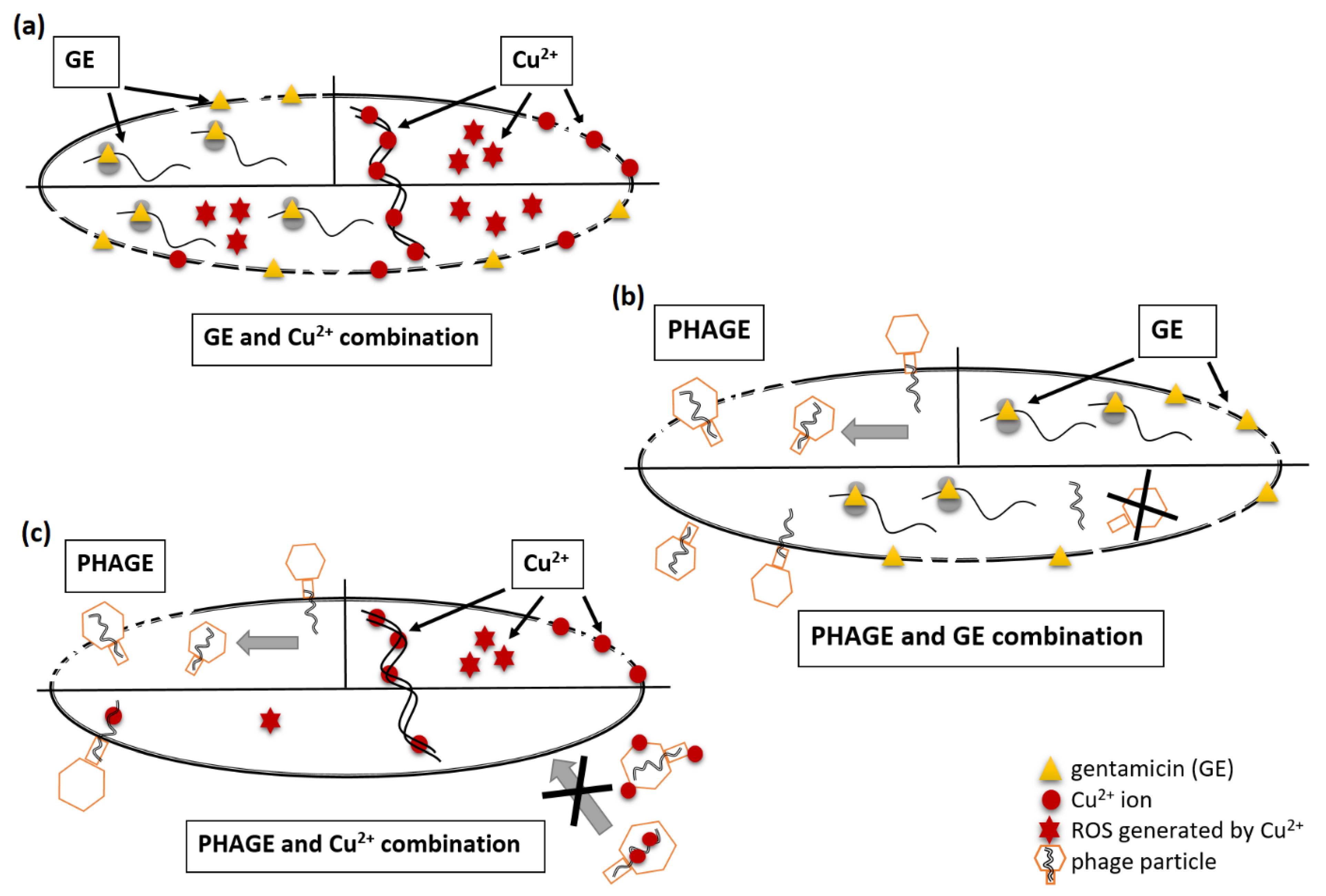 Ijms 22 09830 g007 550